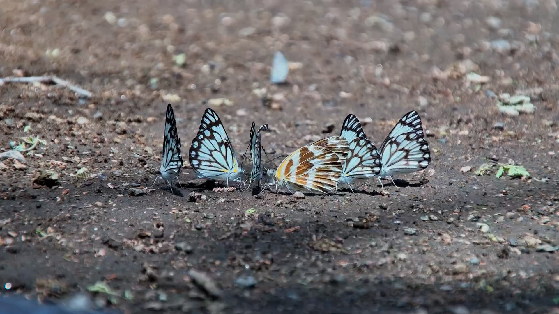 Butterflies Getting Minerals