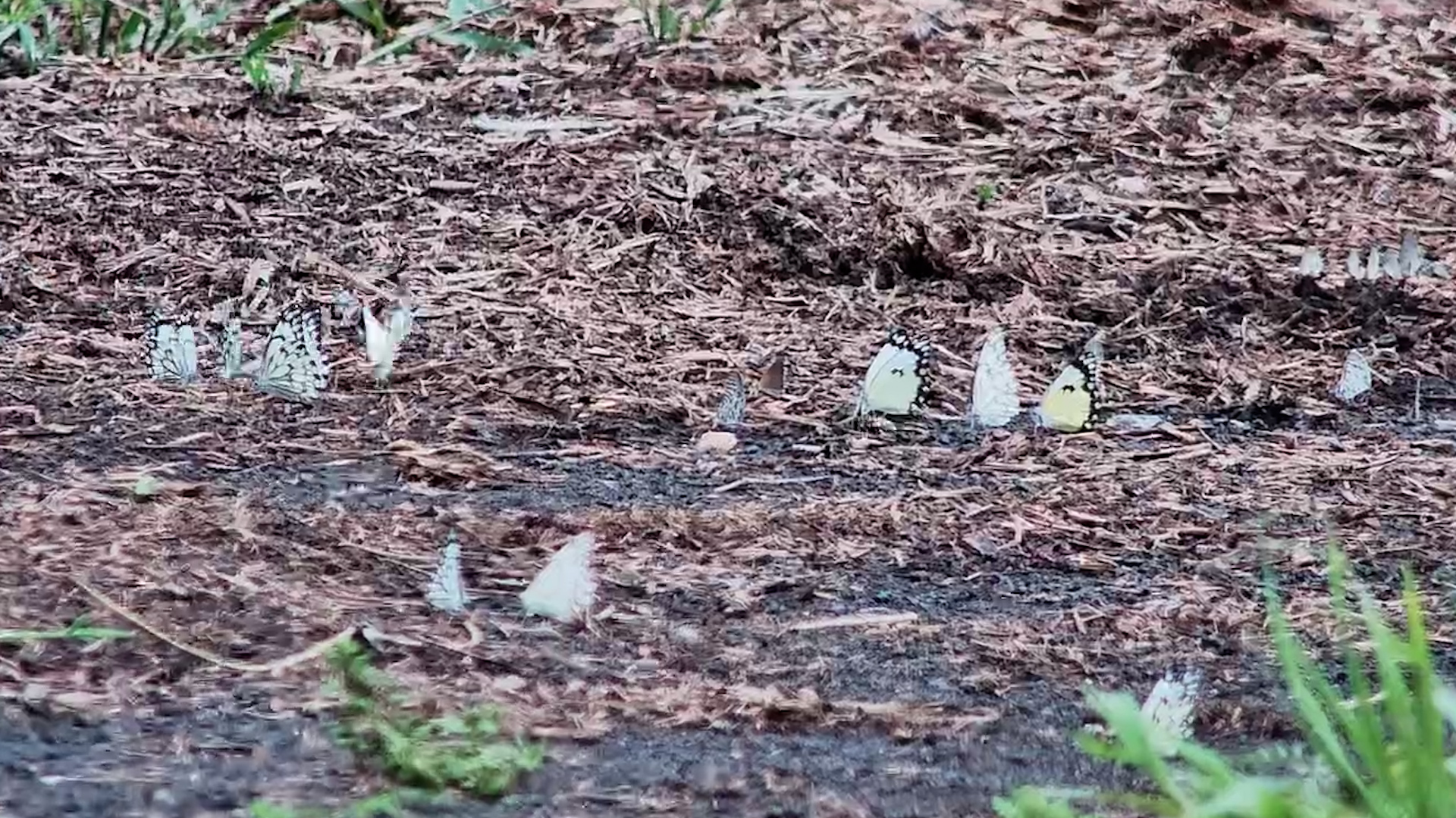 A Kaleidoscope of Butterflies at ol Donyo