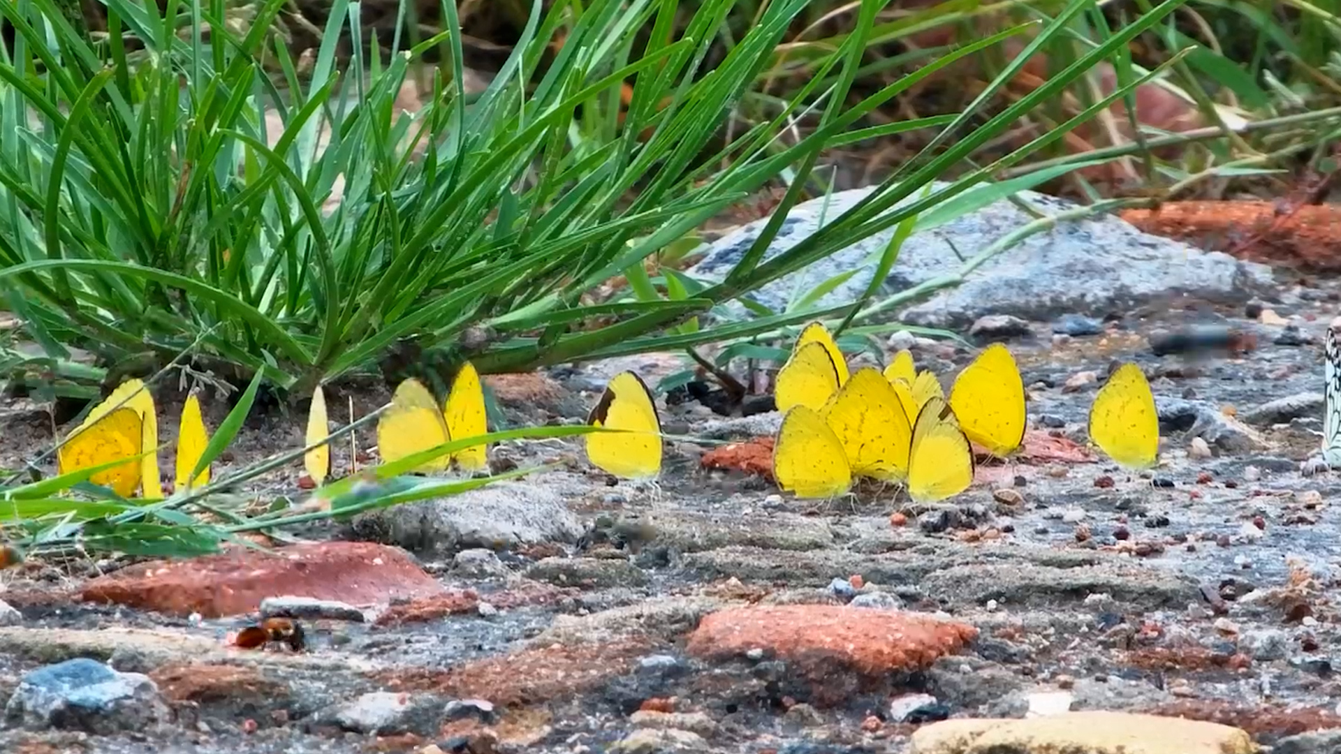 A Splash of Yellow at The Hide