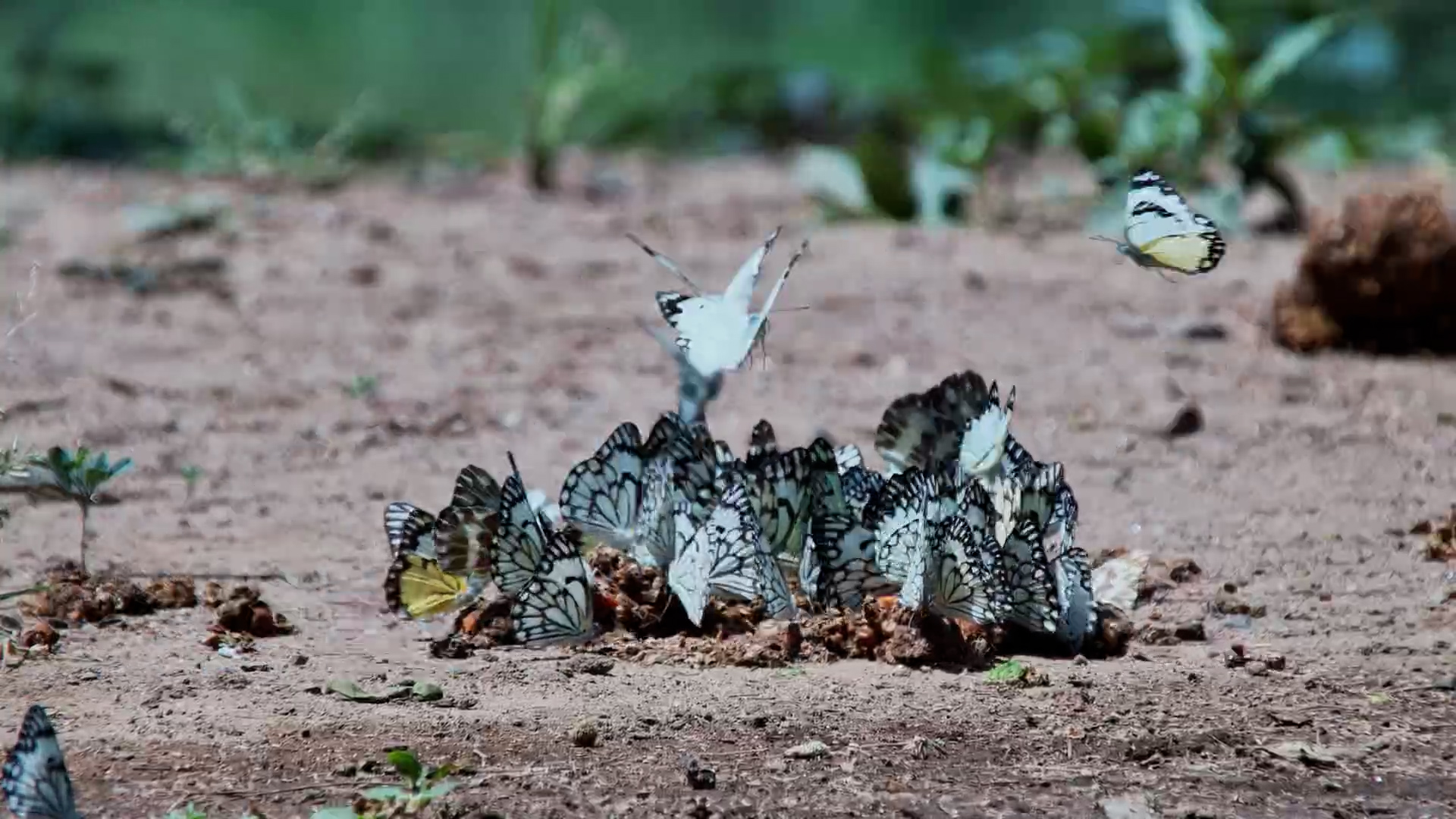 These Butterflies Chose a Very Strange Snack