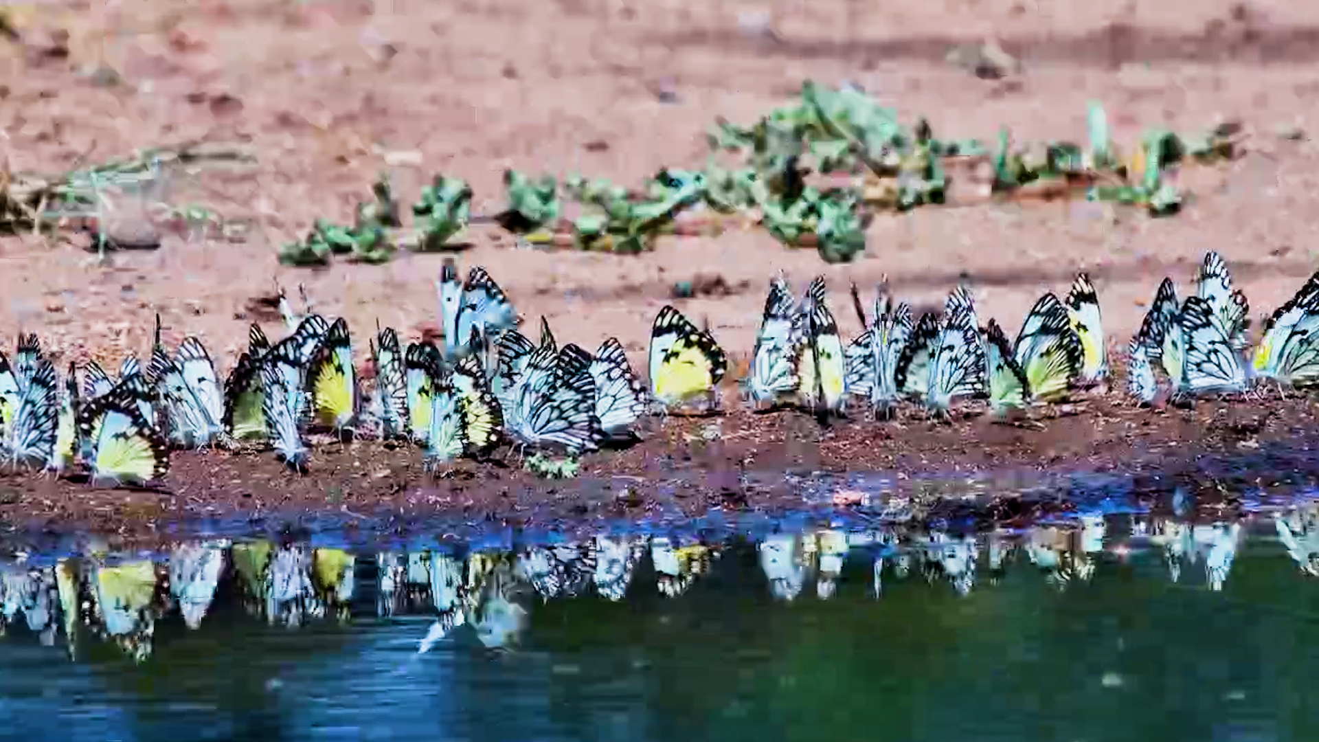 A Kaleidoscope of Butterflies Took Over the Water’s Edge