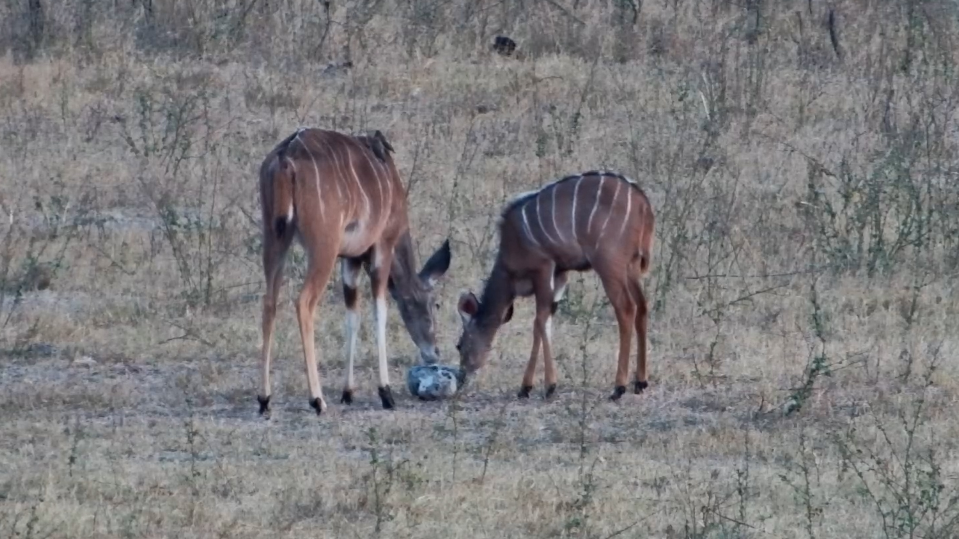 Kudus Stop by for a Taste of the Salt Block