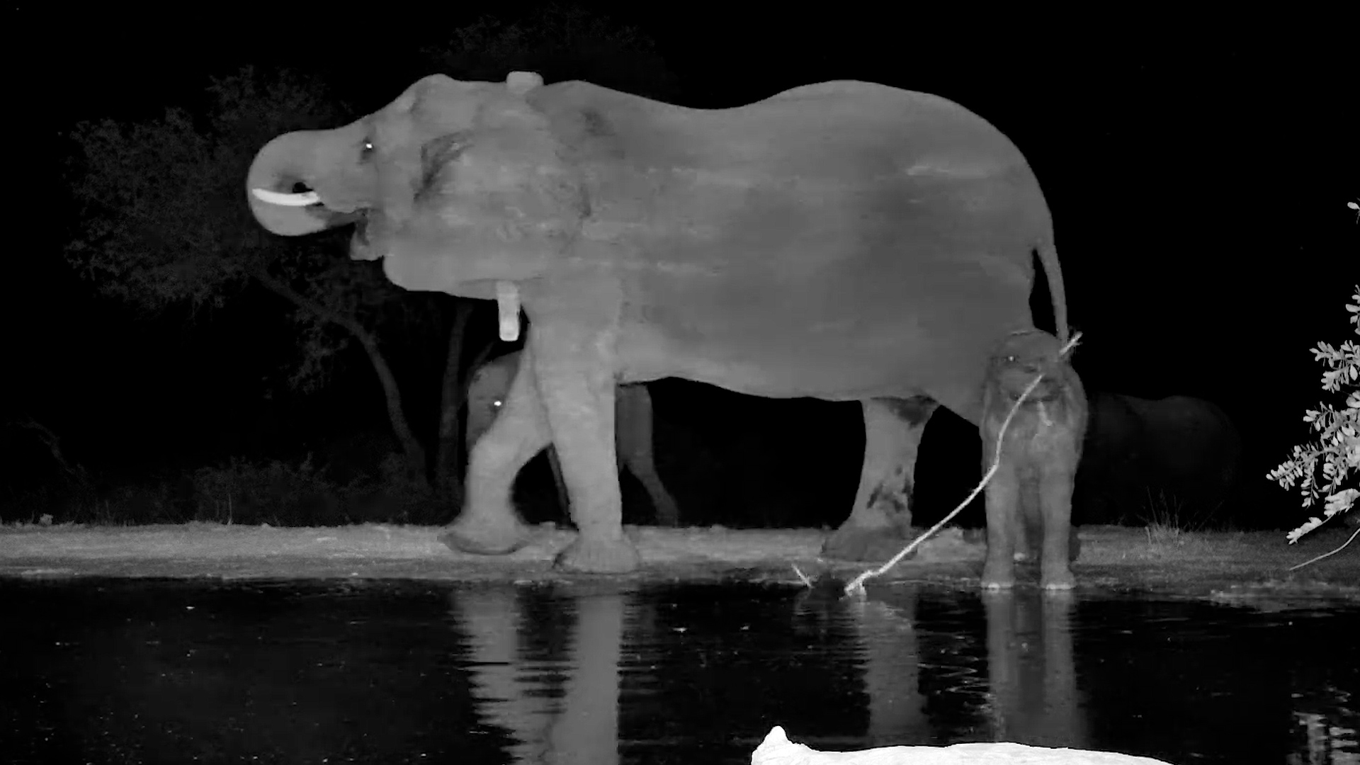 Baby Elephant Became Obsessed With a Stick
