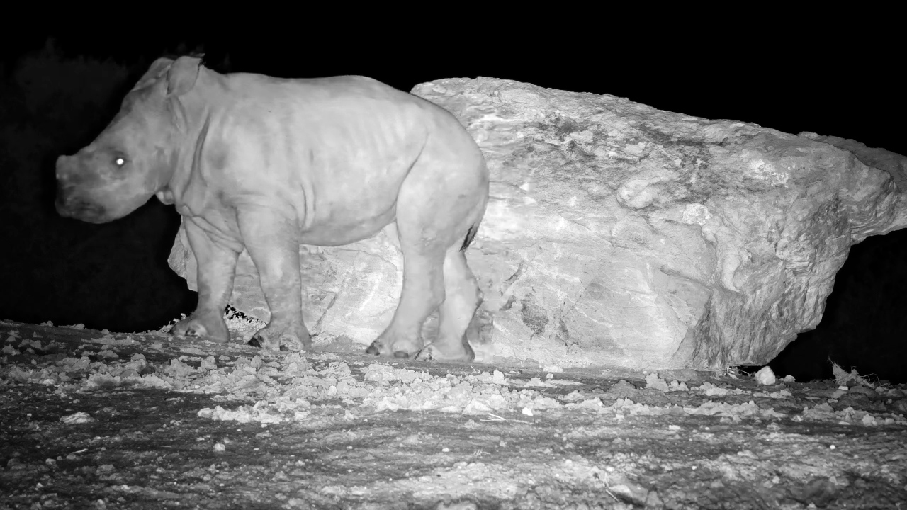 Mandy's Little Calf Discovers the Scratching Rock
