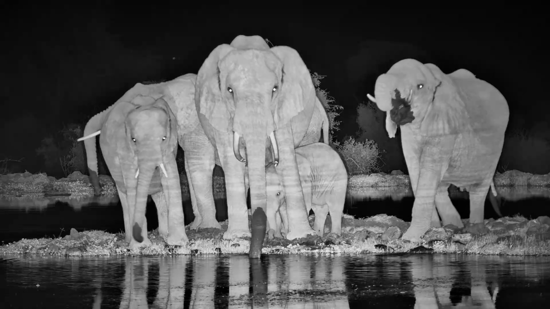 Elephants in the Still of the Night at Tortilis