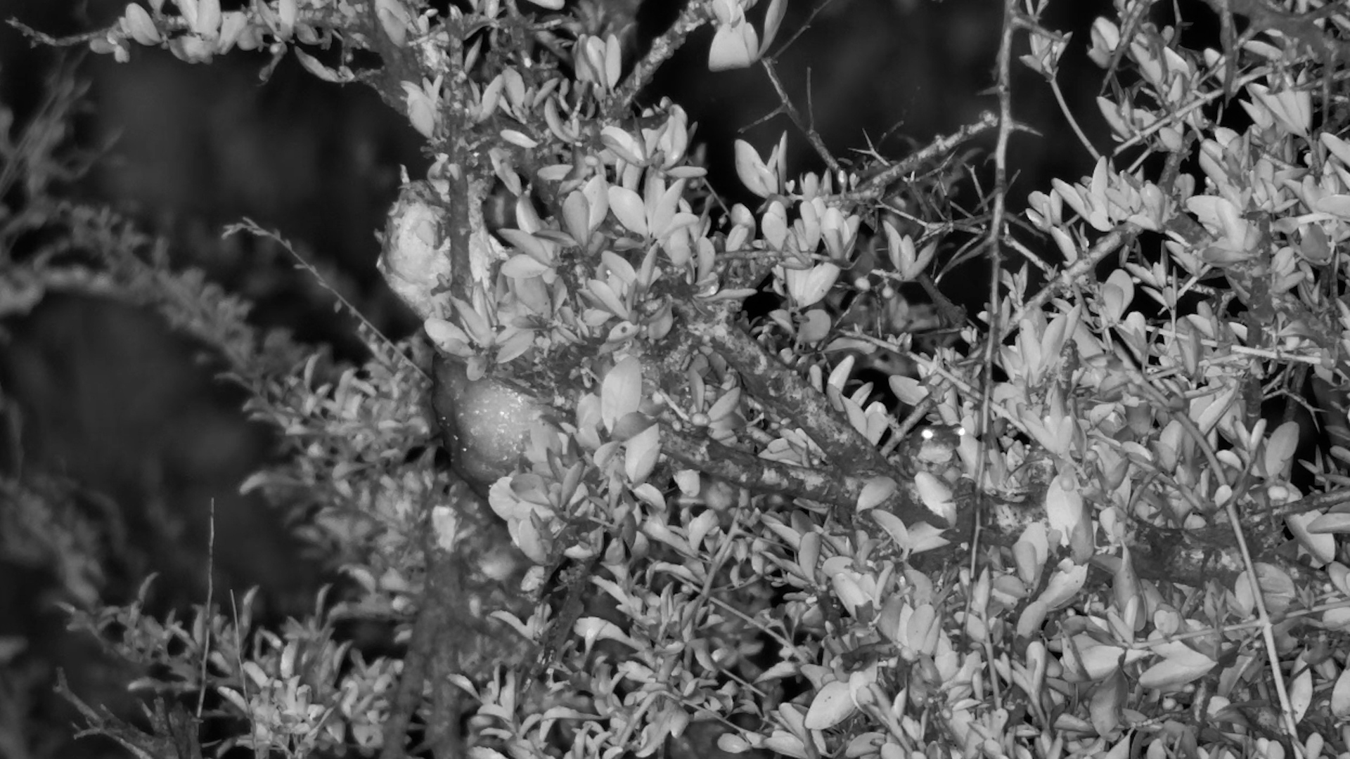 Foam Nest Guardian: Grey Foam Frog Keeps Watch