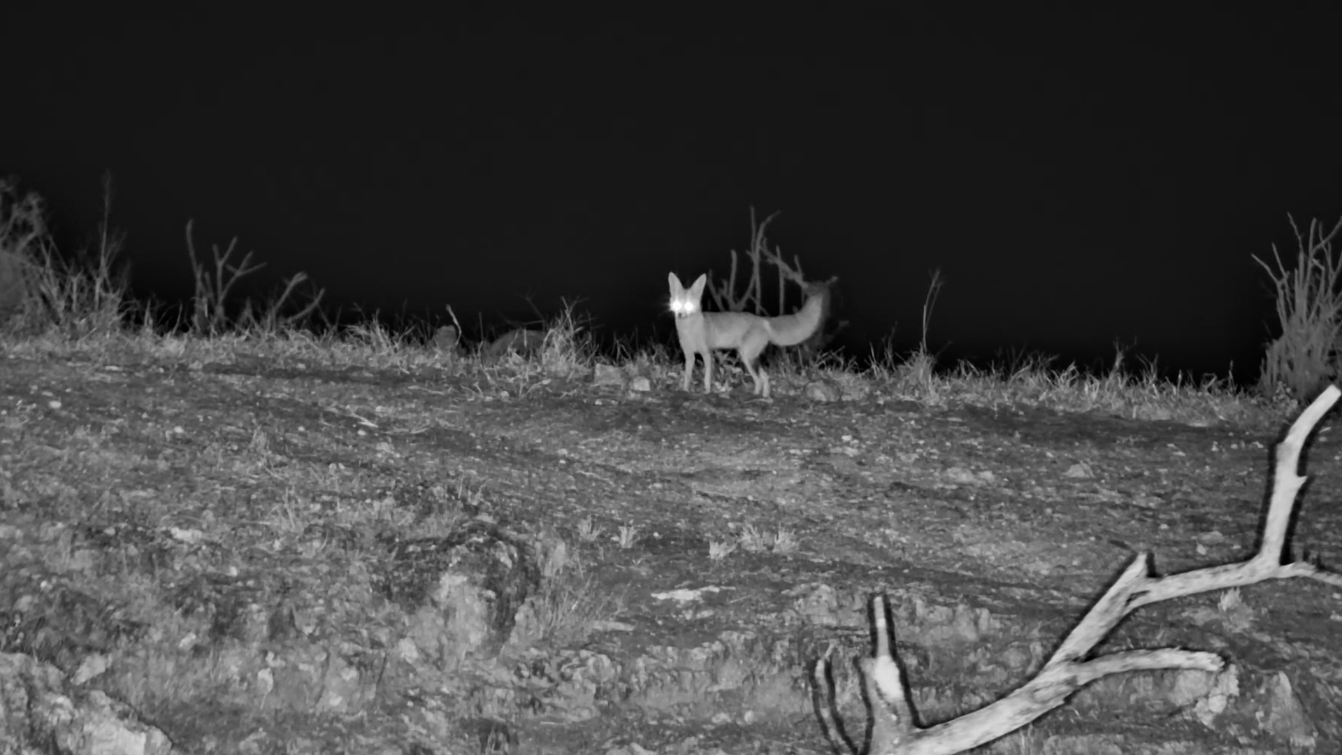 One Very Curious Cape Fox Captured After Dark