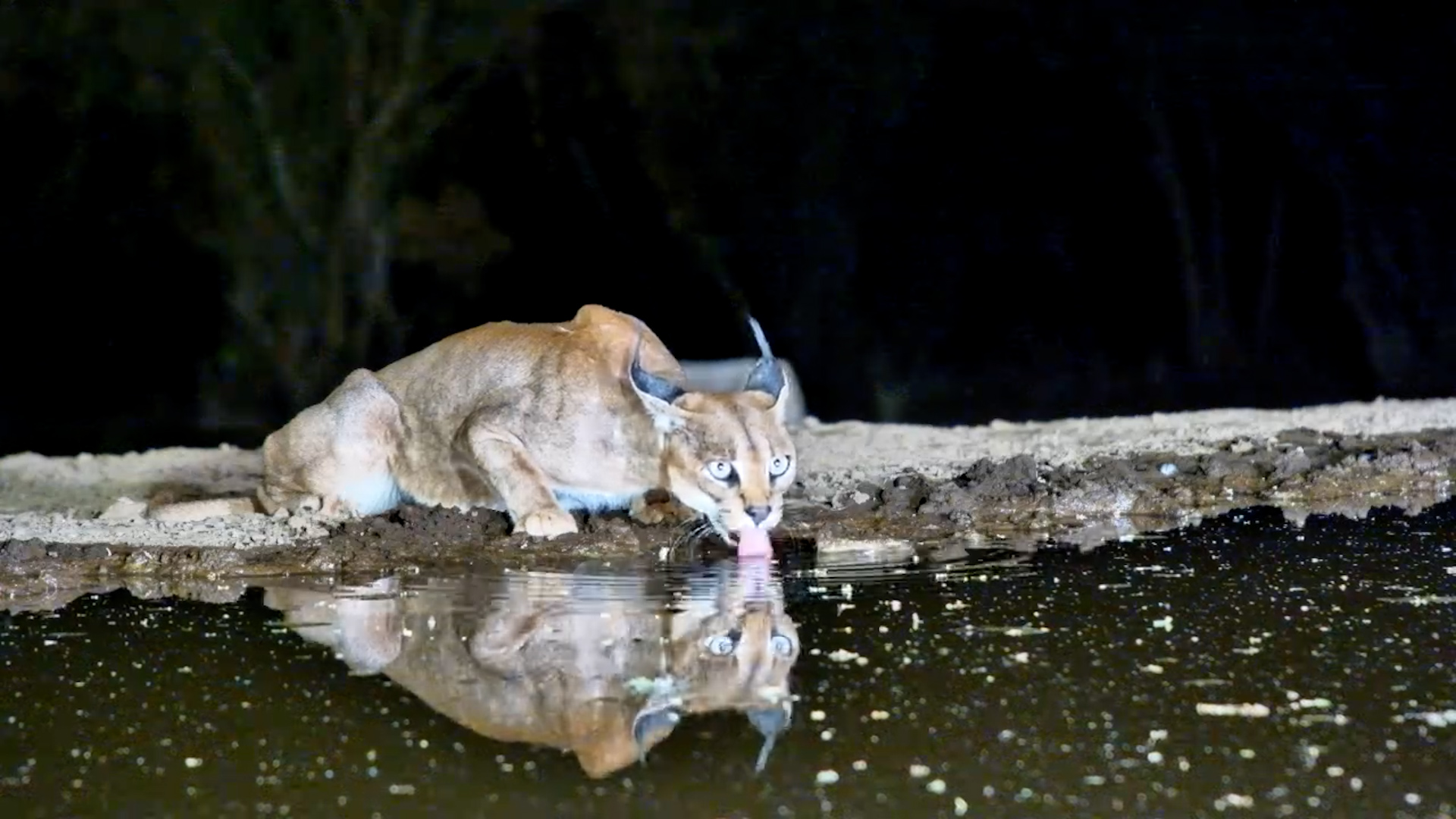 Cool Caracal Quenches Thirst