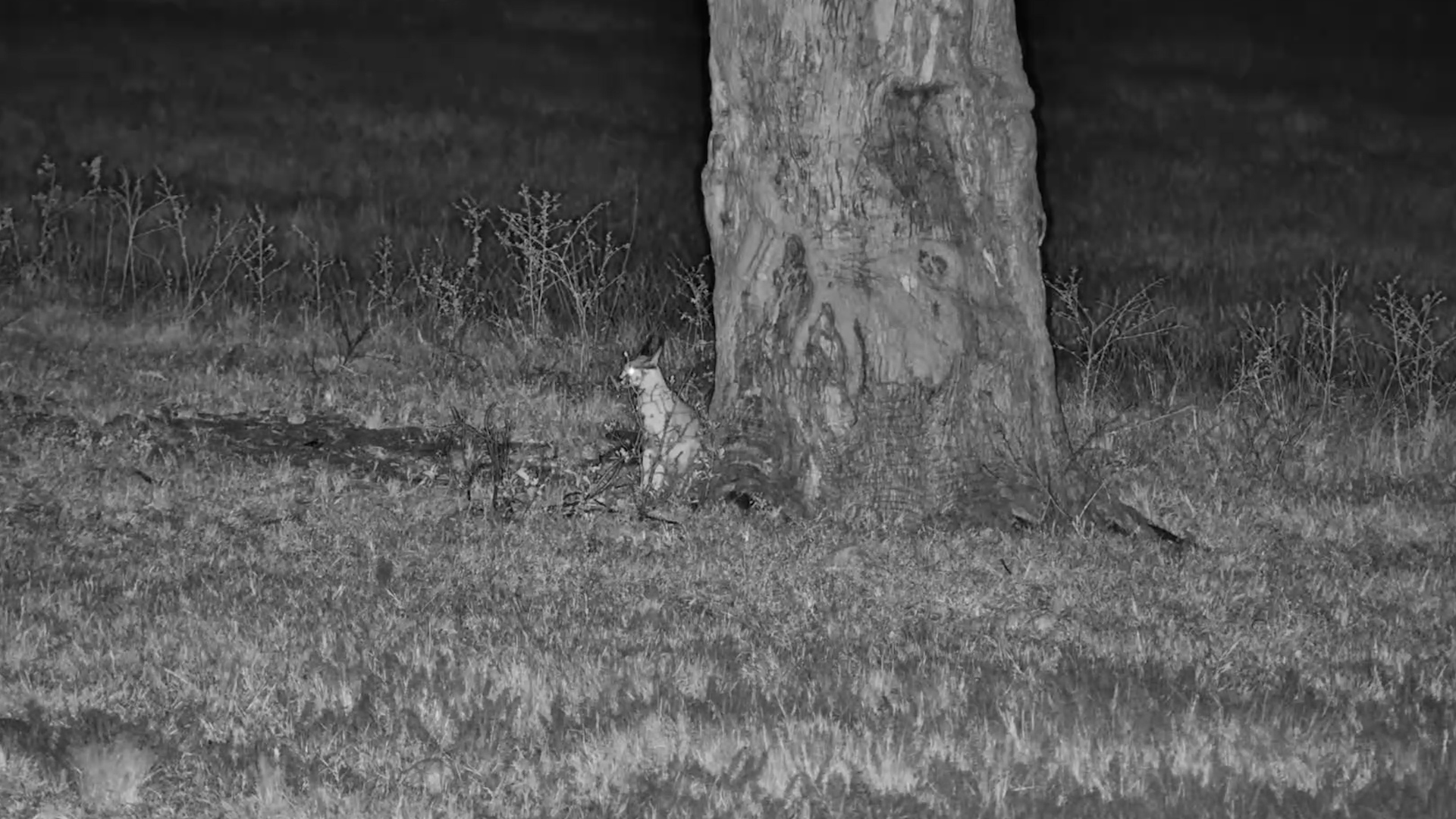 Caracal Slips Through Linkwasha