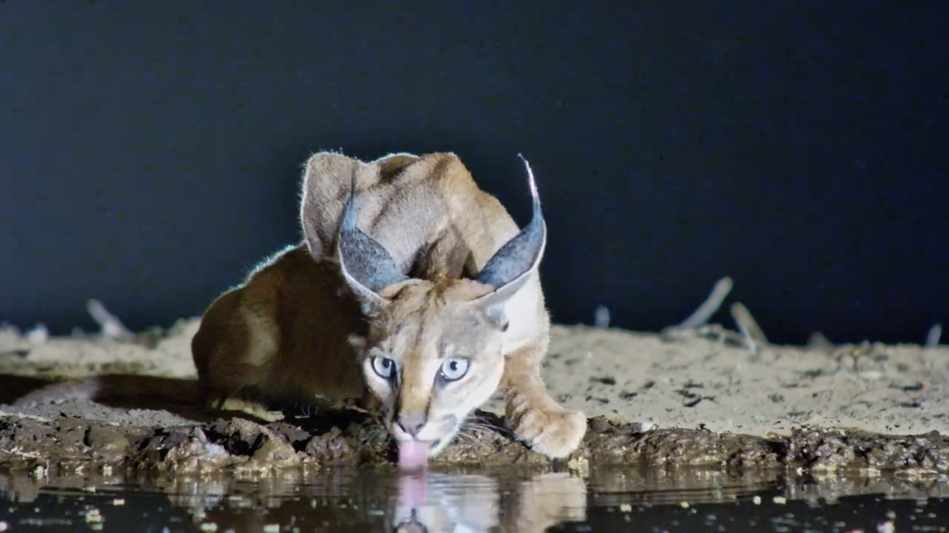 Quiet Moments with a Caracal