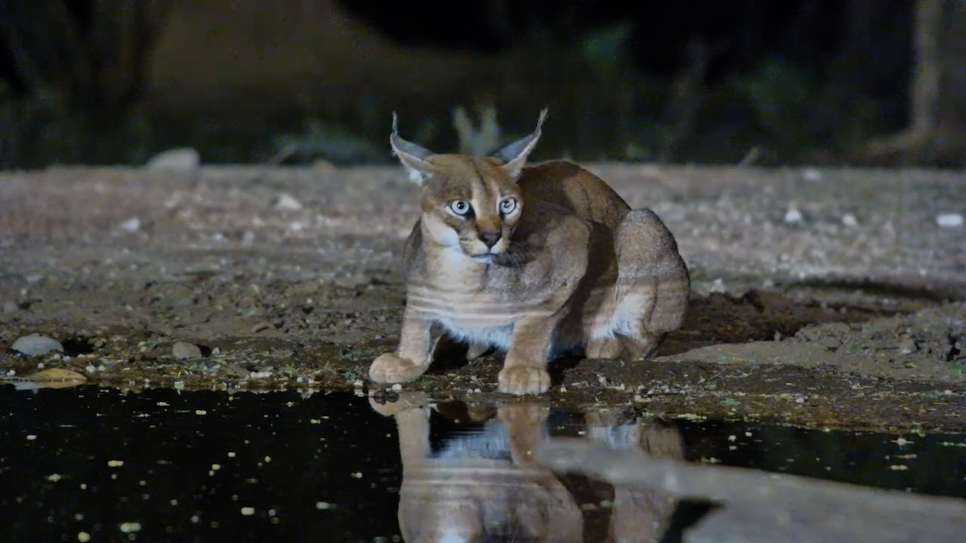 Up Close with a Caracal