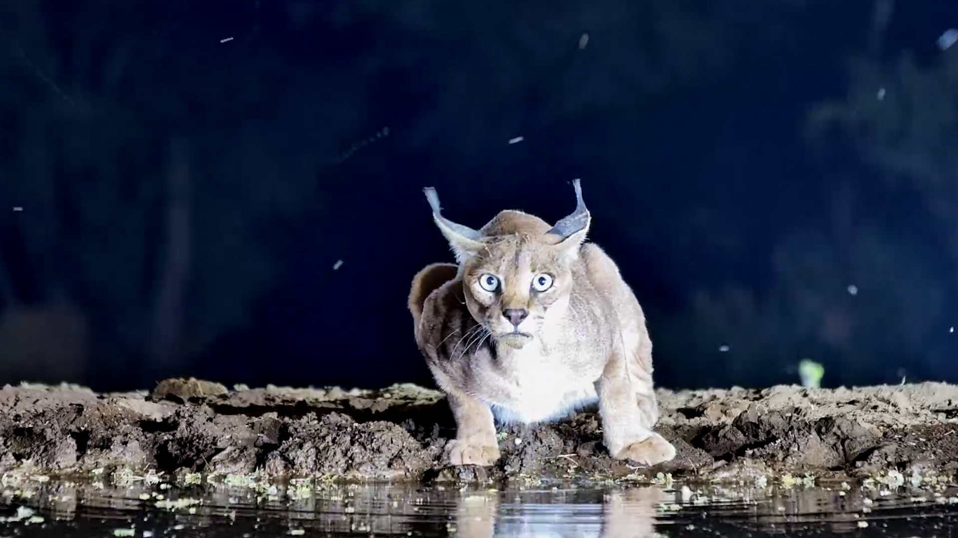 A Caracal Stares Into the Camera Between Drinks