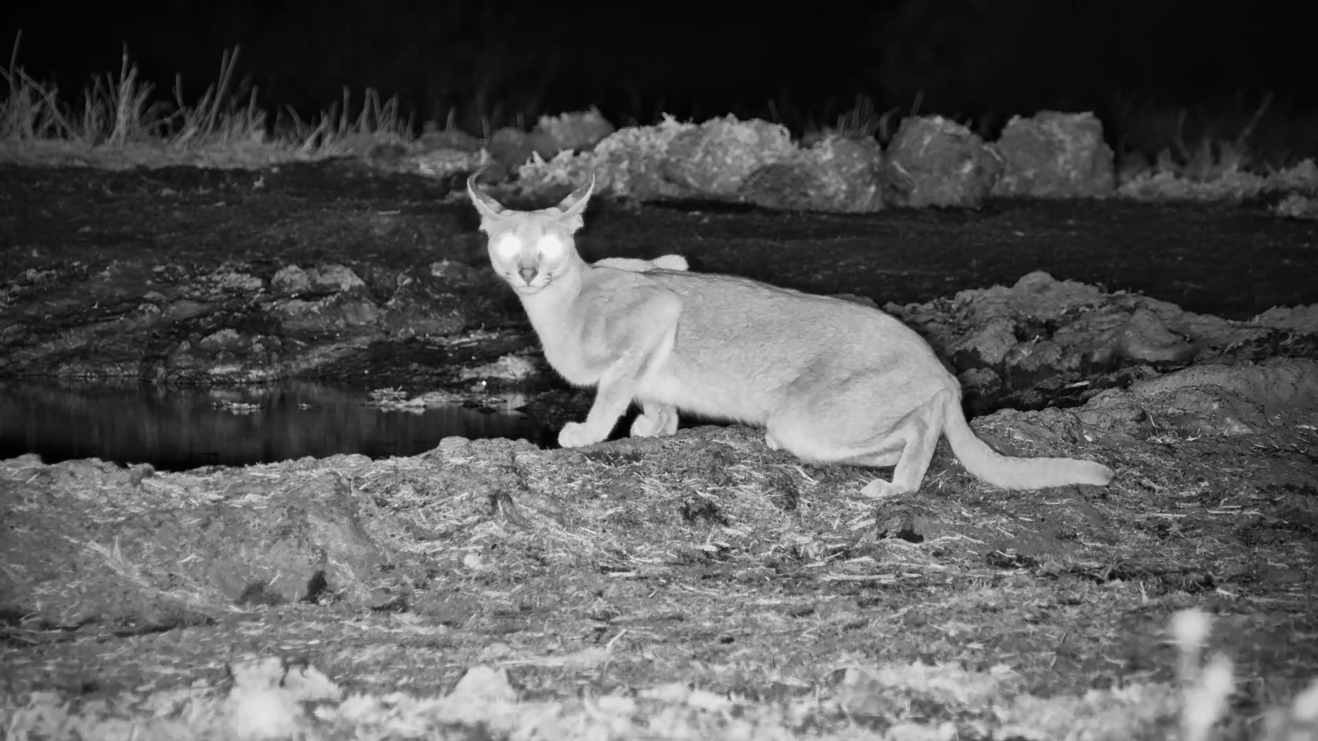 Caracal Goes Full Stealth Mode for a Drink