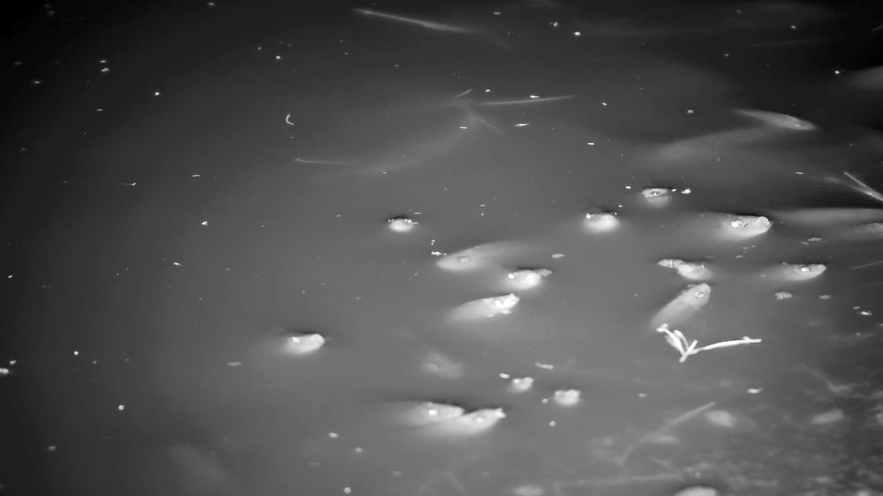 Fish in IR at Night