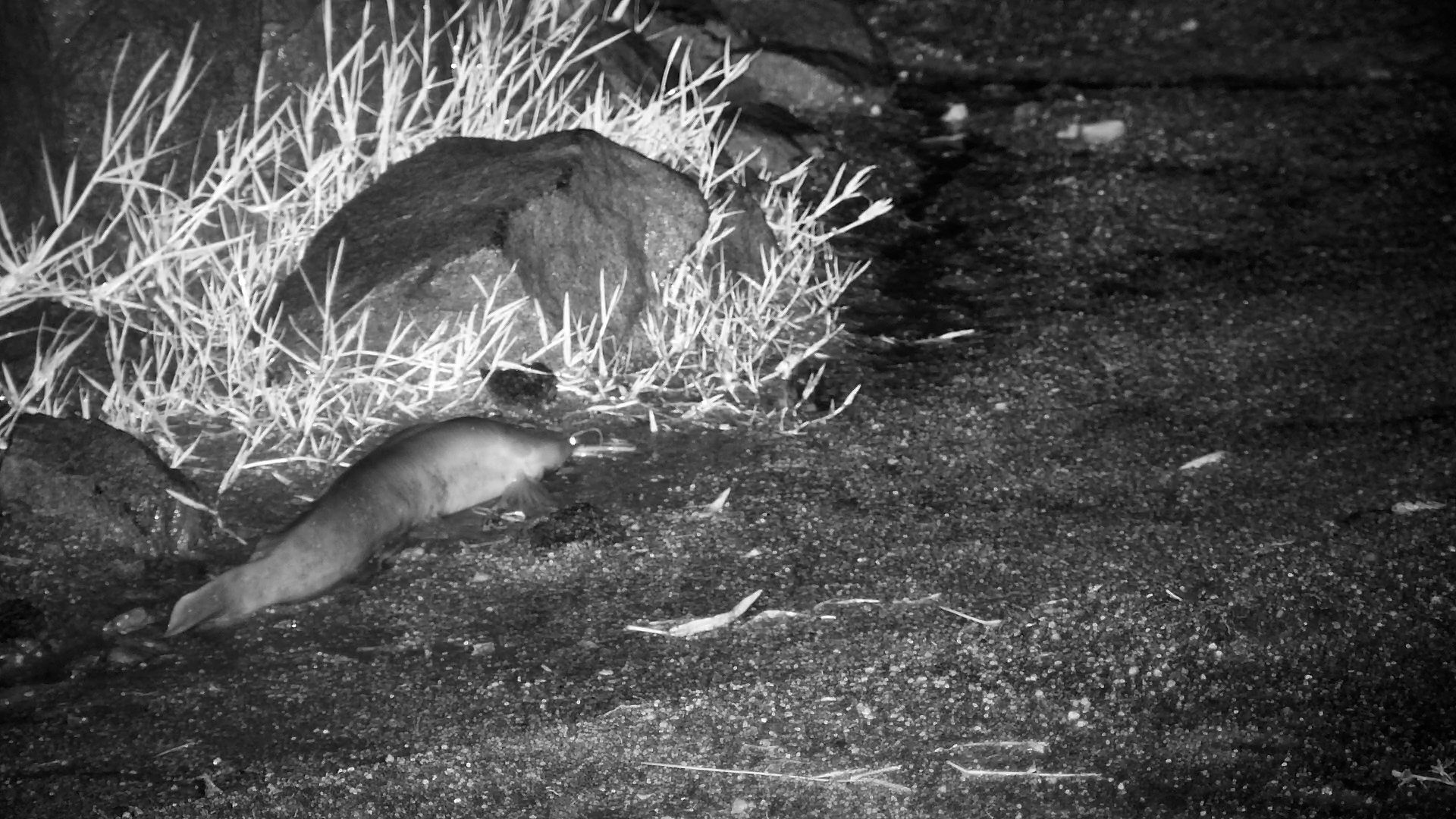 Walking Fish?! Catfish Takes a Night Stroll