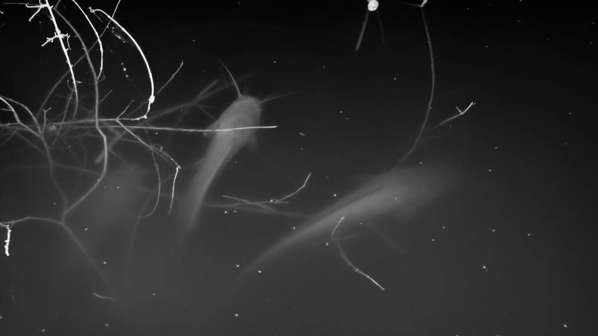 Life Below the Surface