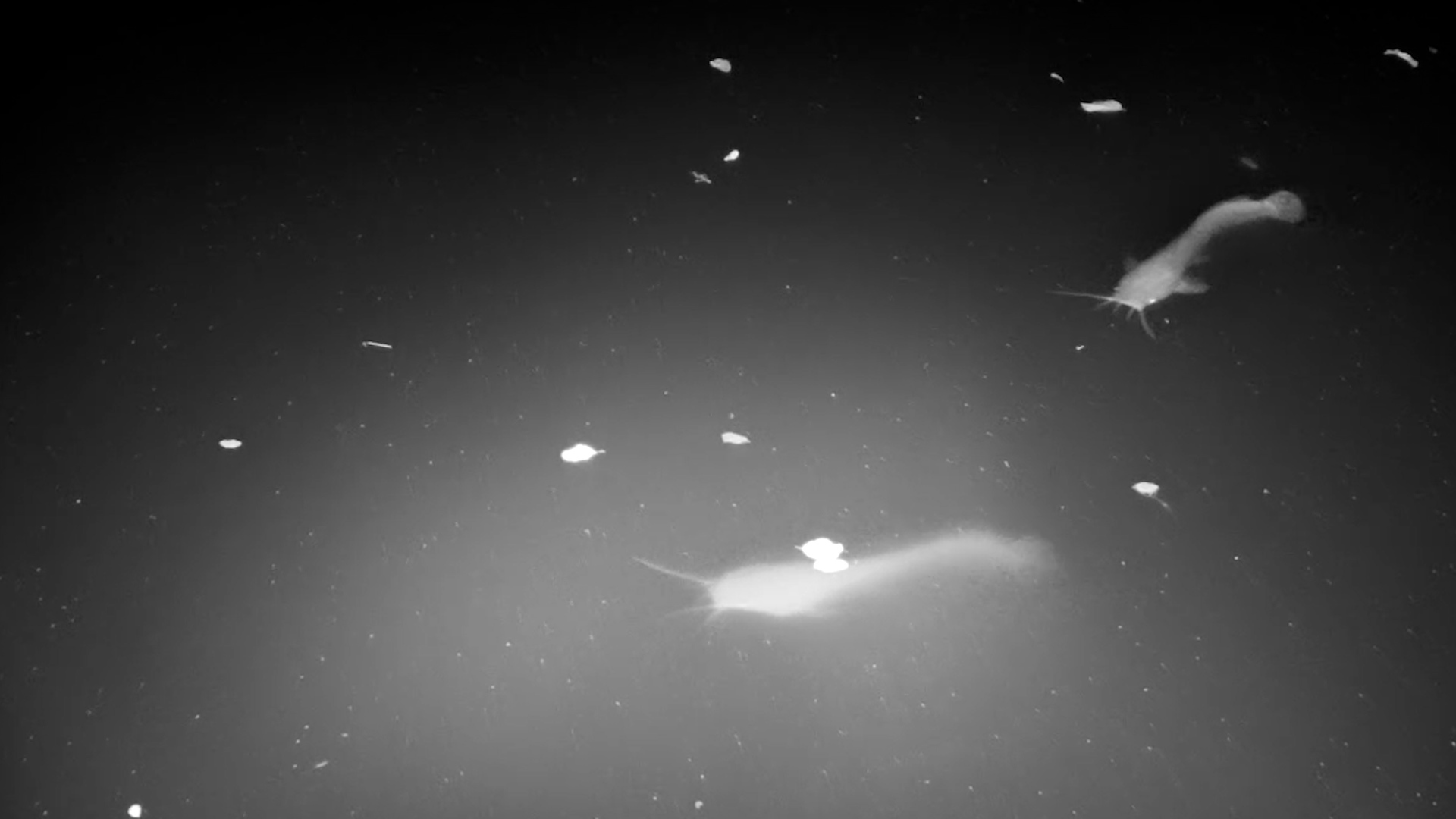 Catfish Cruise the Waterhole at Night