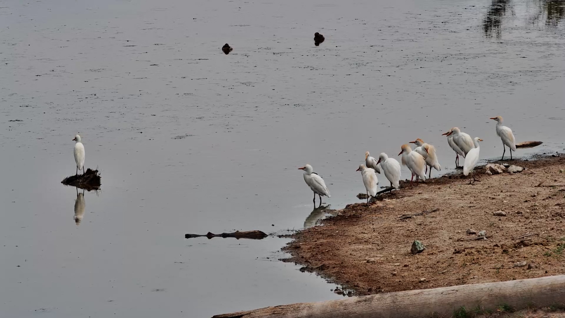 Spot the Odd One Out: Black Heron Among Egrets!