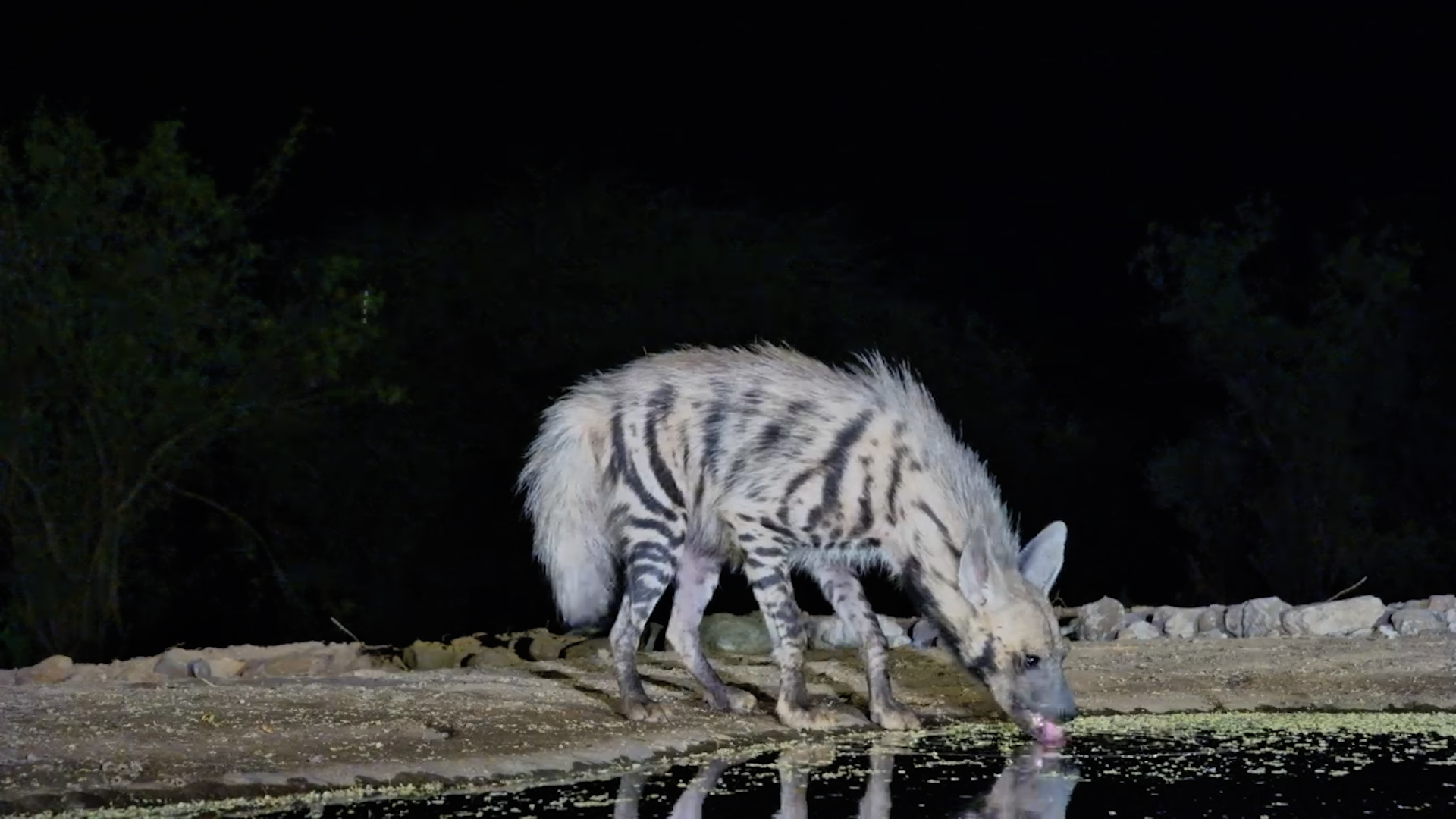 Quiet Night Visit | Striped Hyena at Lentorre
