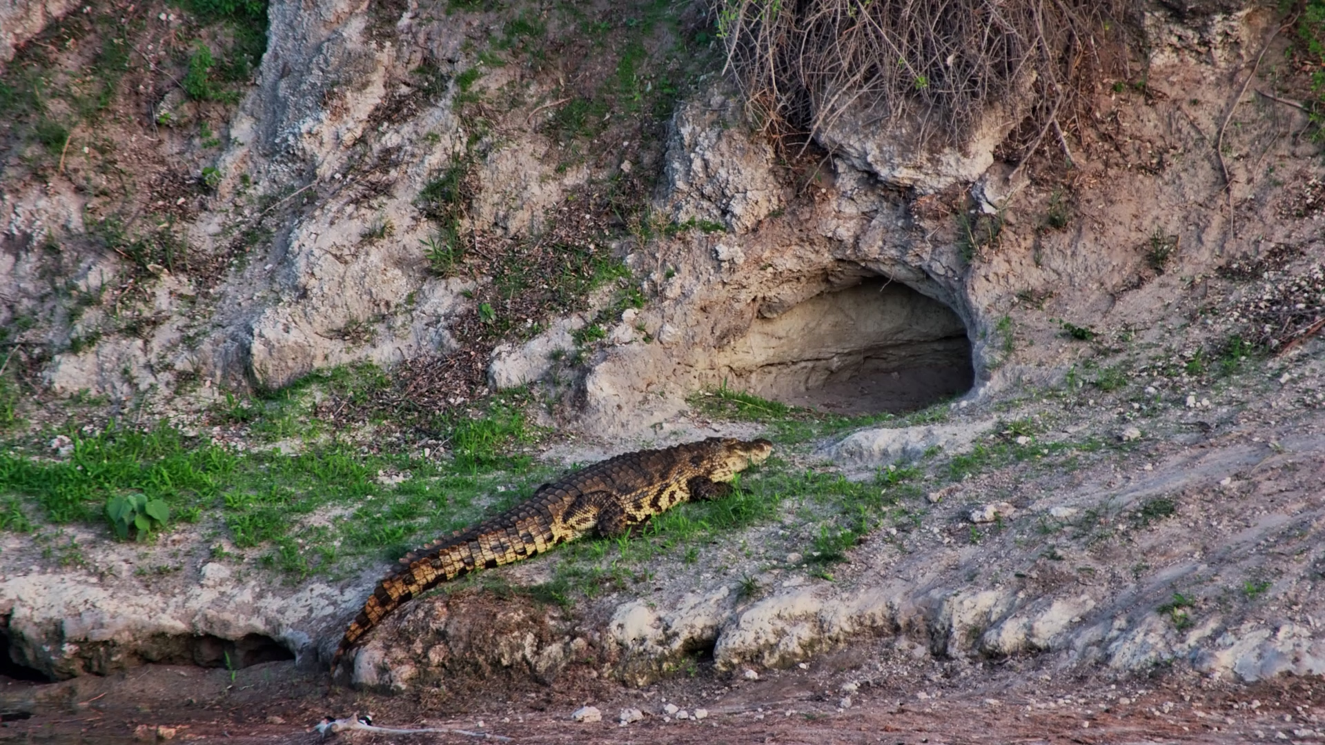 Crocodile Sneaks Off to His Lair at Camelthorn