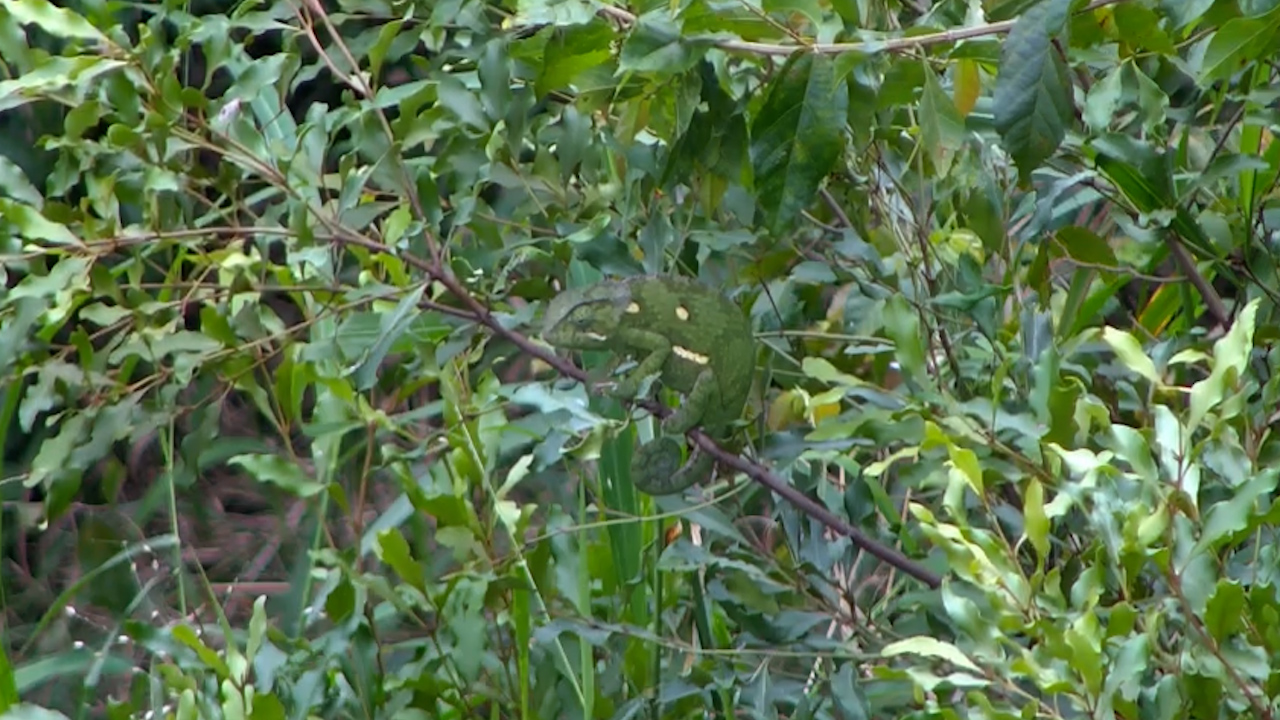 Nature's Master of Camouflage
