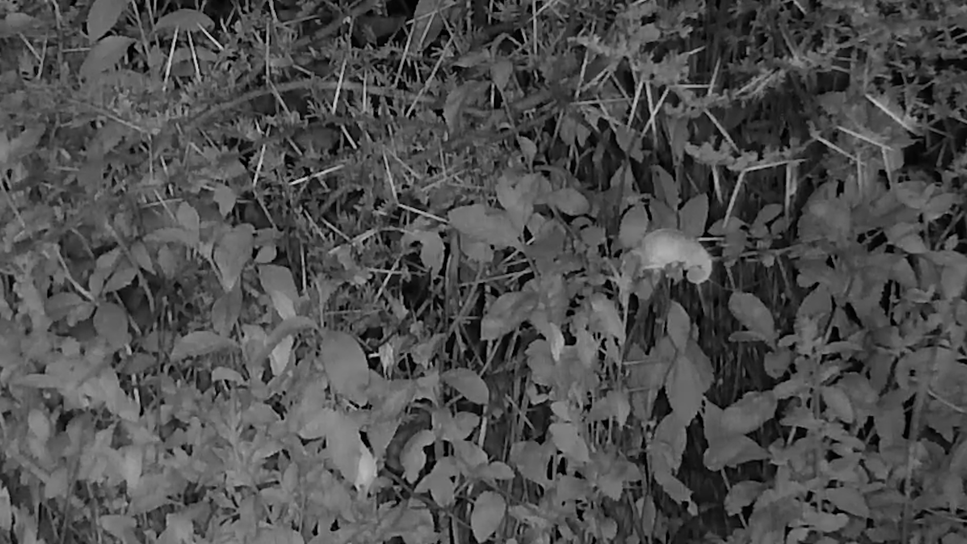 Can You Spot the Chameleon at Kwa Maritane?