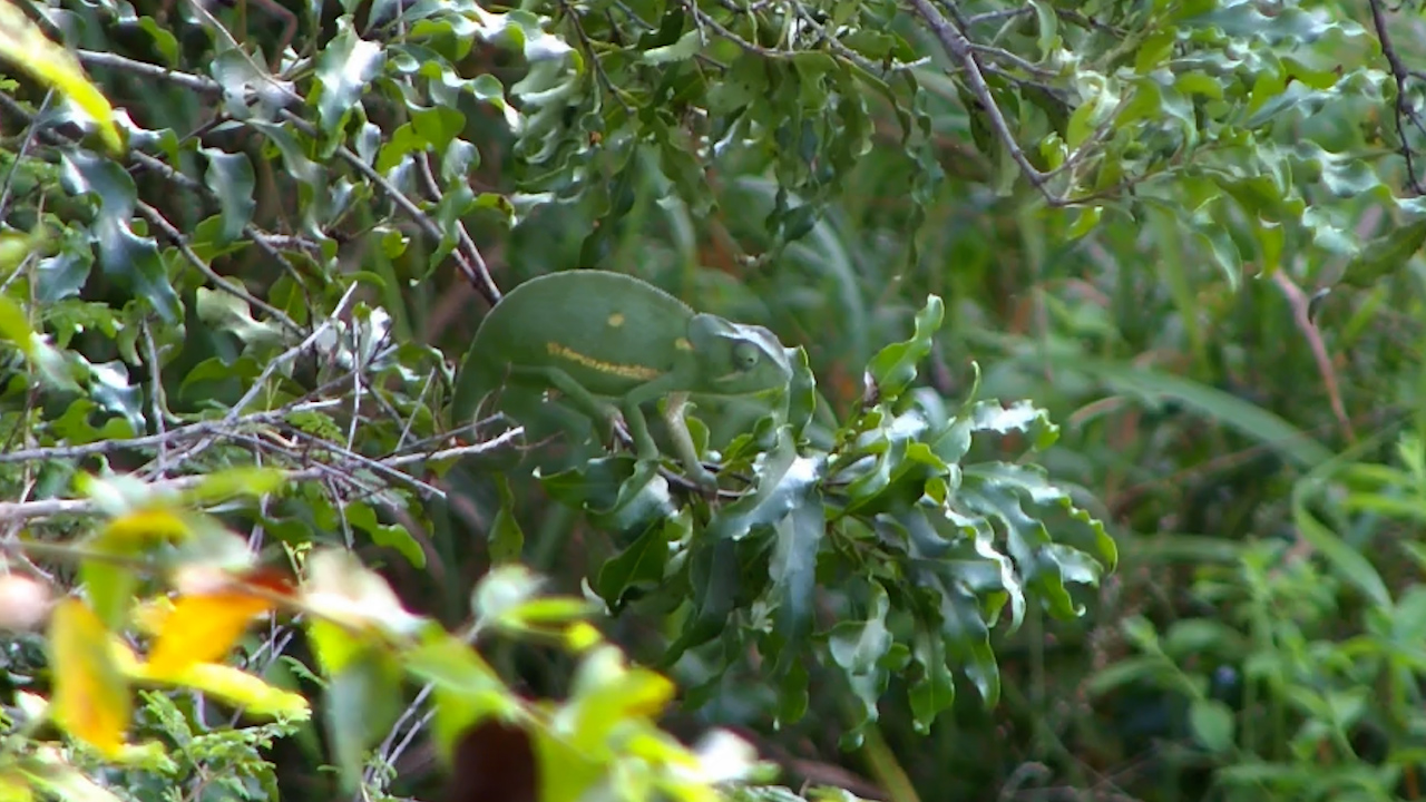 Chameleon Sits Perfectly Still While Its Eyes Do All the Work