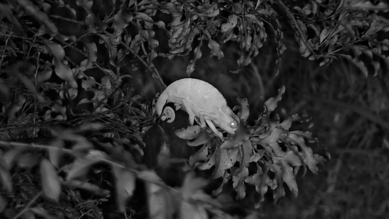 Chameleon Scanning the Morning Bush