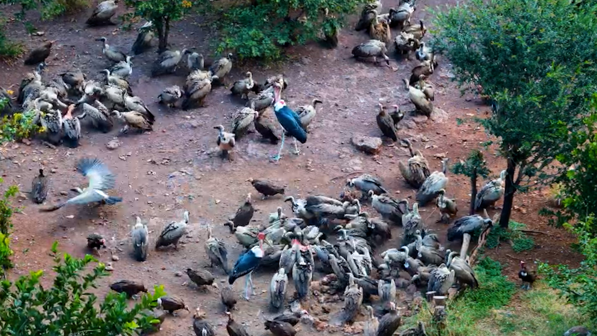 Vulture Feeding Frenzy in Fast Forward