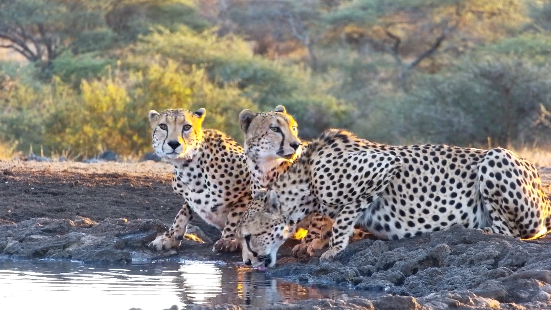 Three Content Cheetahs Cool Off After a Feast