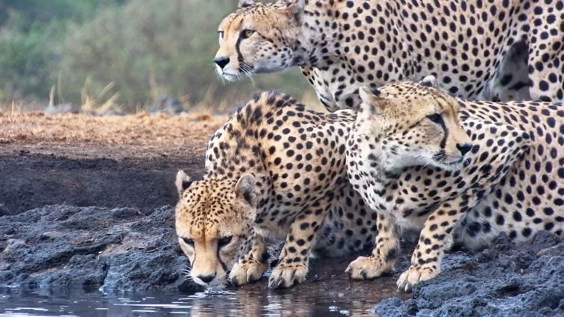 Cheetah Trio Shares a Peaceful Morning Drink