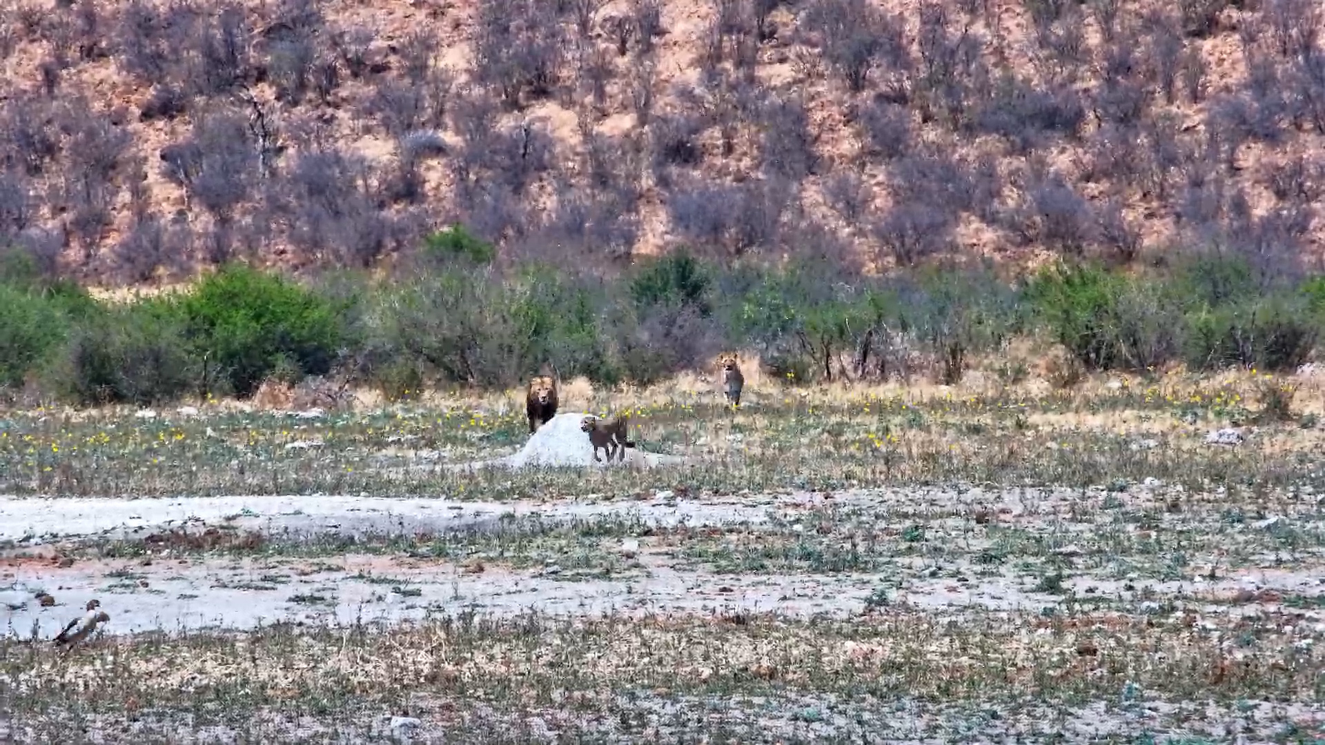 Cheetah Chased by Two Lions