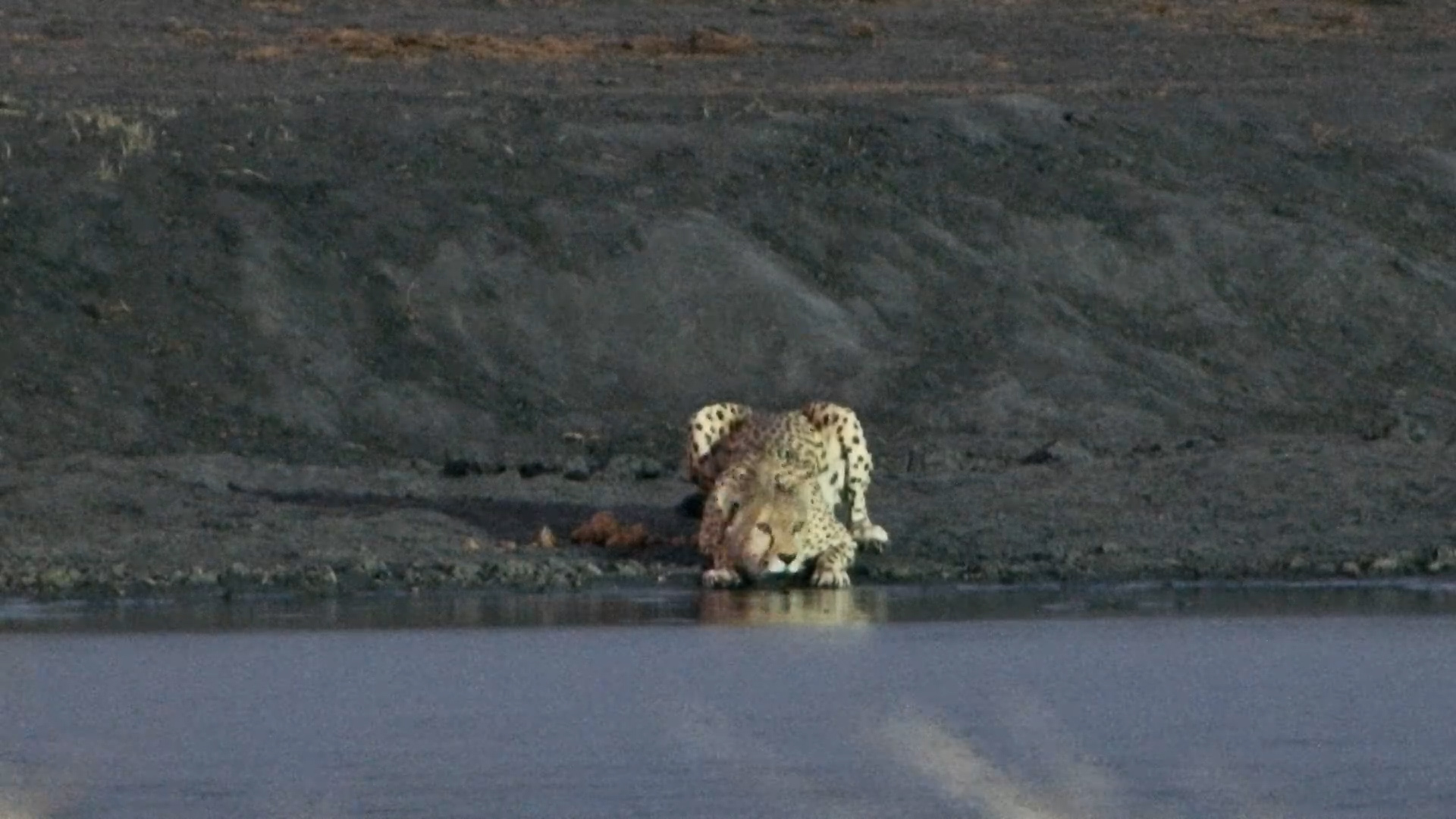 Cheetah Arrives for a Sunset Drink at the Hide