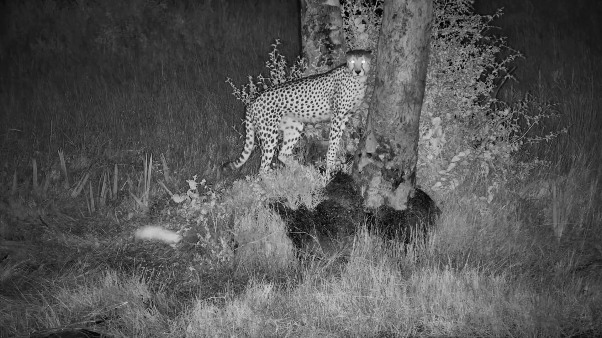 Cheetah Patrols the Waterhole