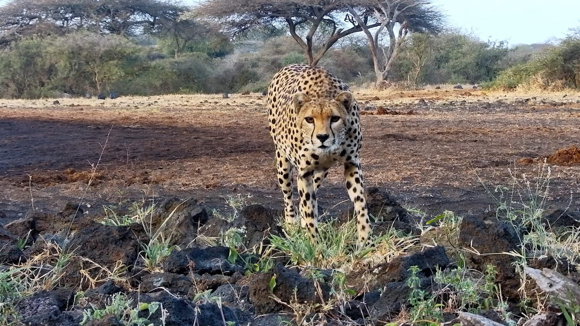 Curious Cheetah Meets the Camera!