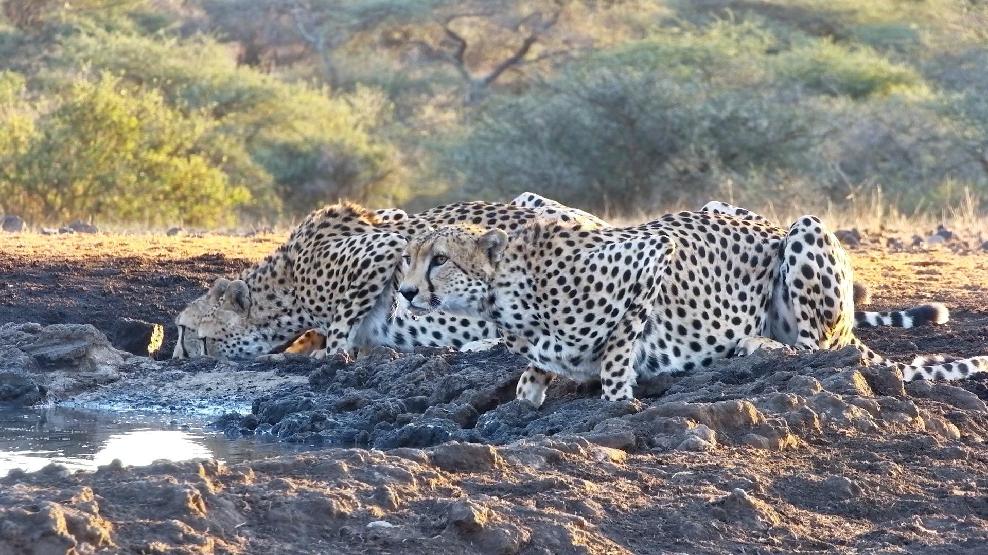 Cheetah Trio Back at ol Donyo Waterhole for a Sunset Sip