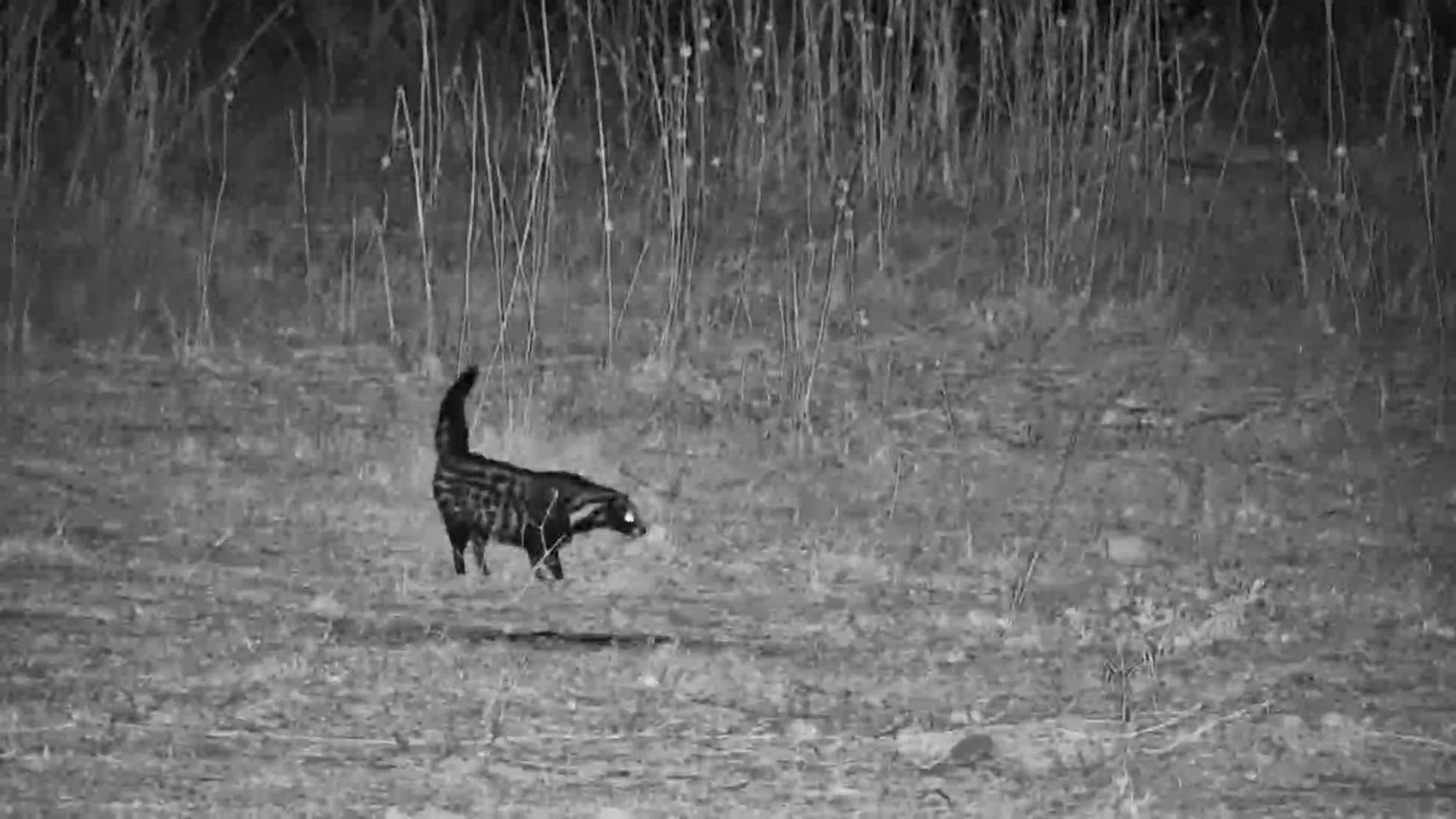 Two Jackals Interrupt This Civet's Night Mission