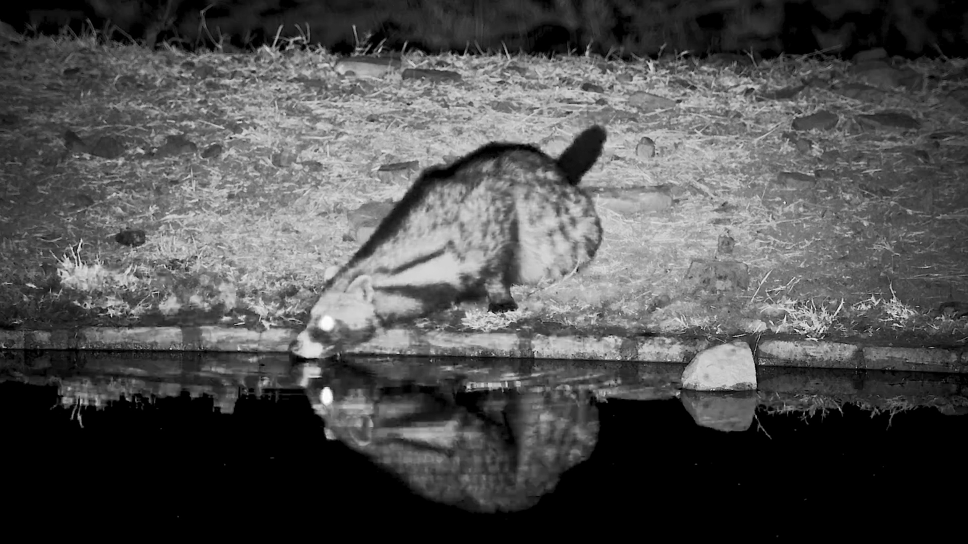 Jumpy Civet Tries to Drink