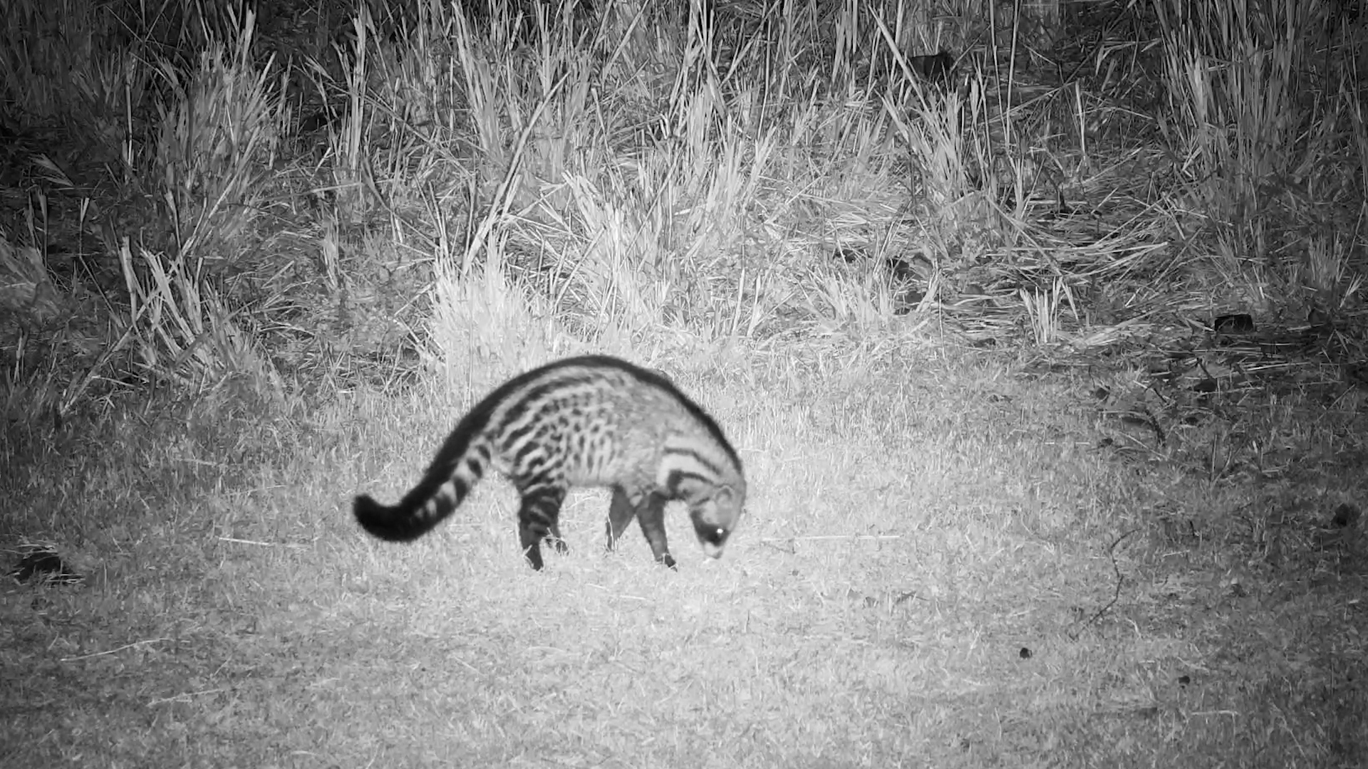 Curious Civet Investigates the Waterhole