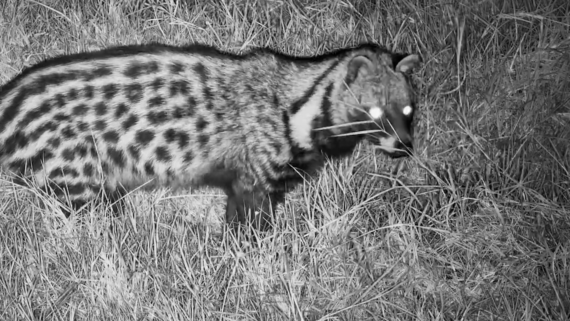 What Did the Civet Find?