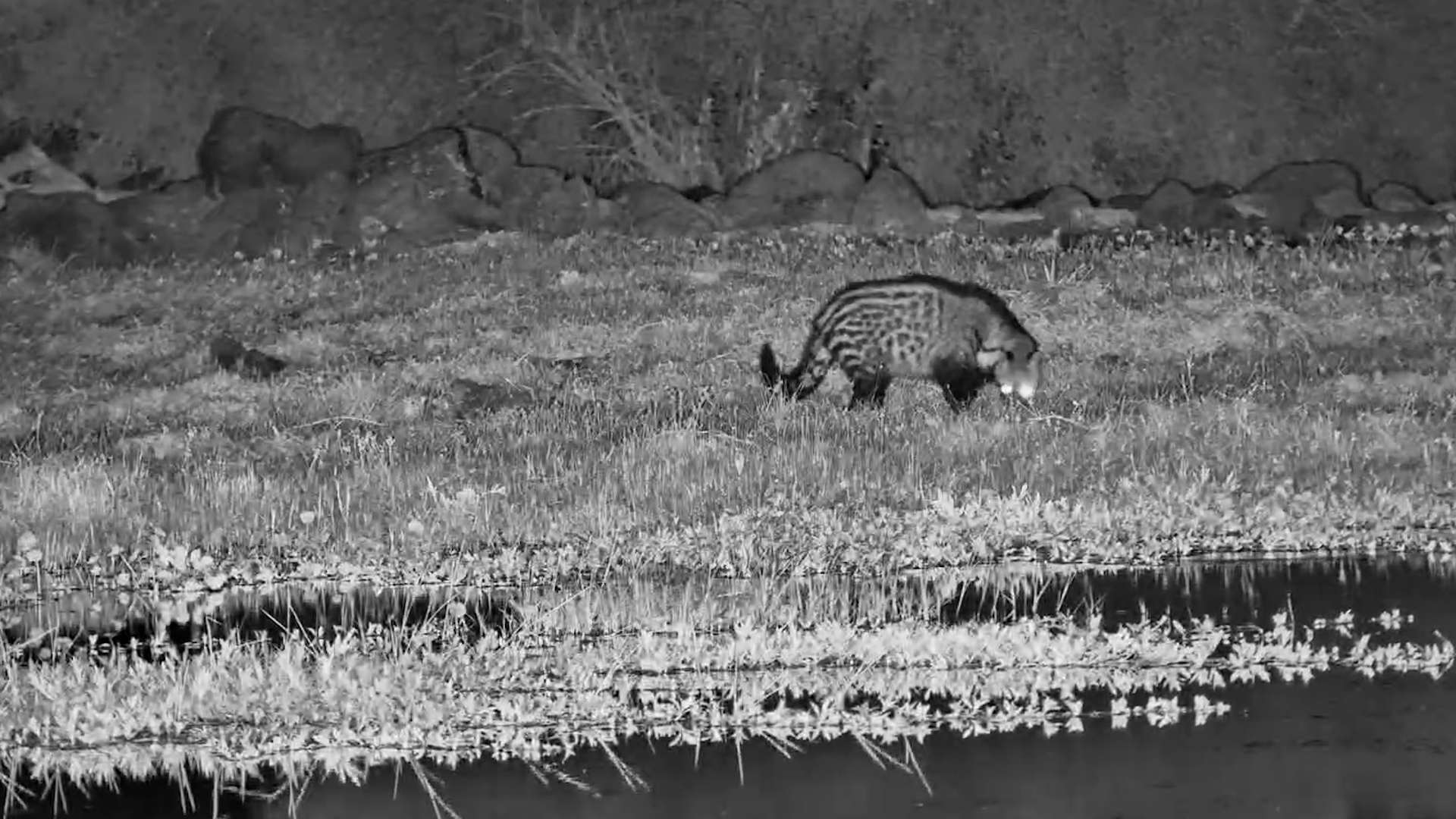 African Civet on the Prowl