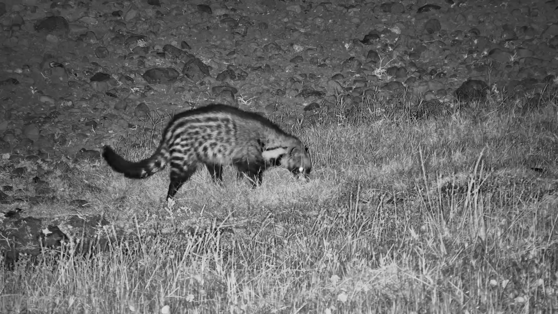African Civet Foraging at the Waterhole