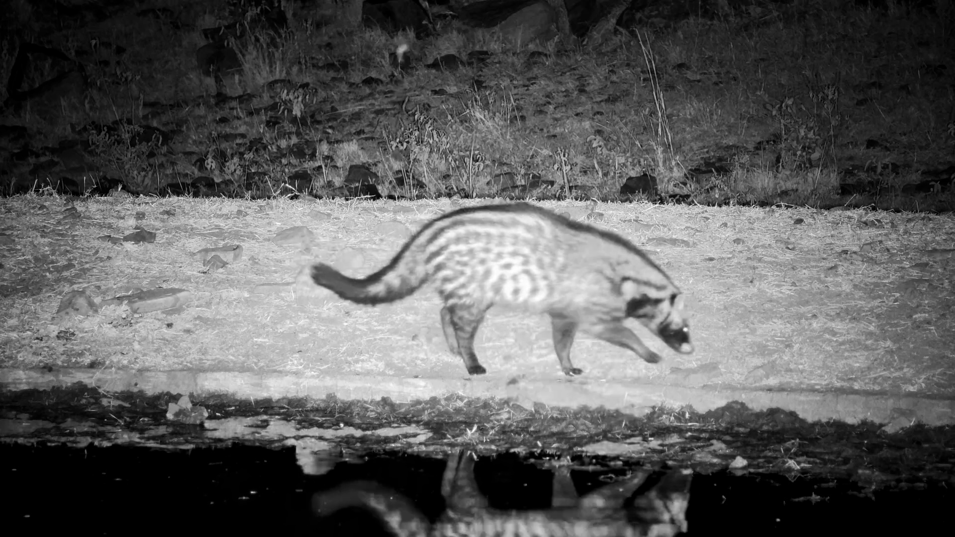 Civet on the Hunt Around the Waterhole