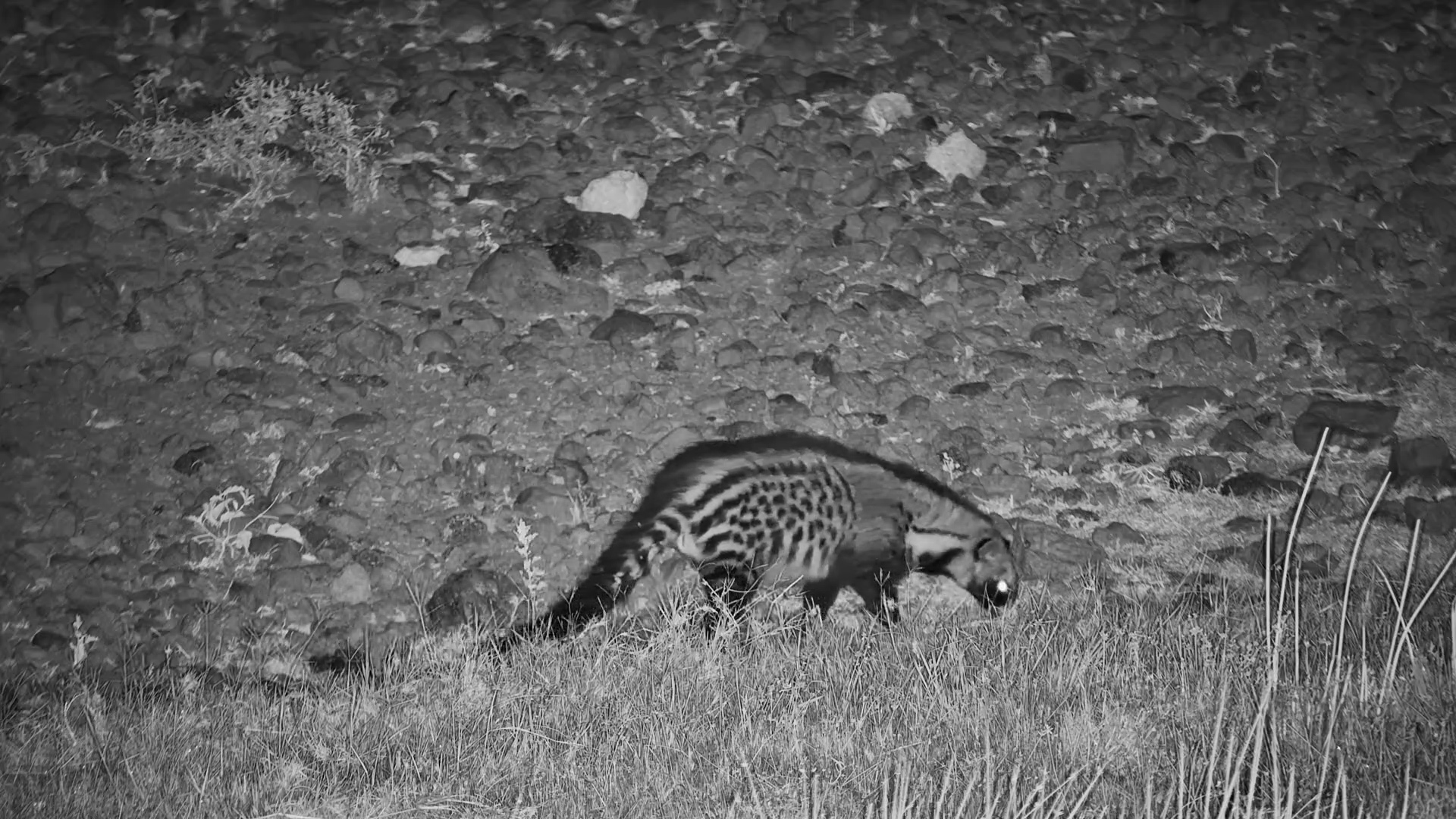 Civet on a Midnight Snack Mission