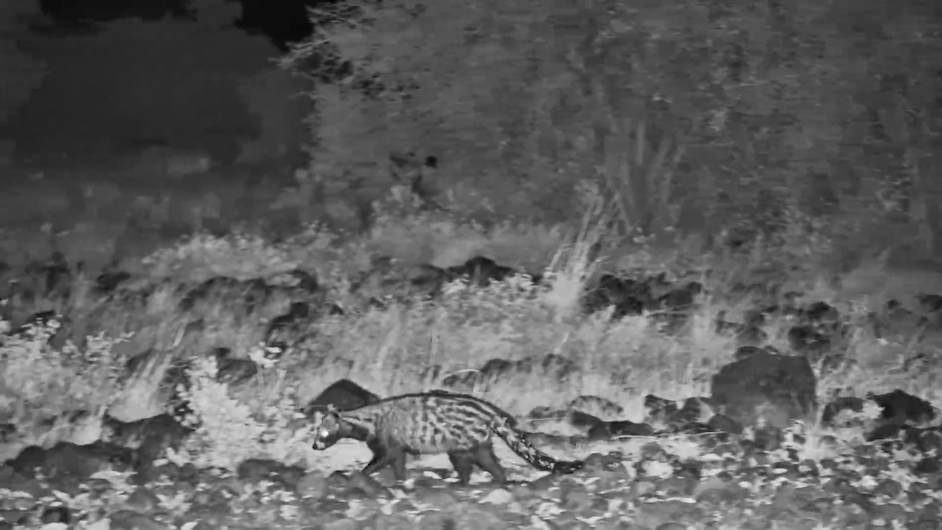 Civet Searches for Snacks by the Waterhole