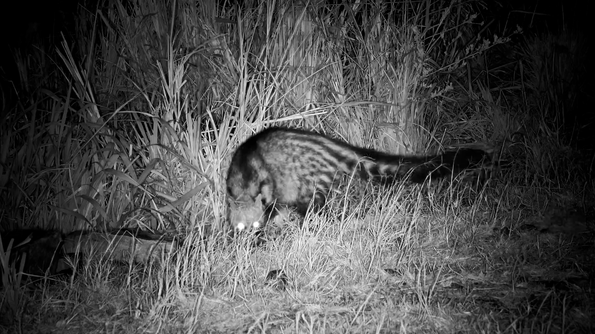 Clever Civet Hunts for Snacks at Serengeti Waterhole