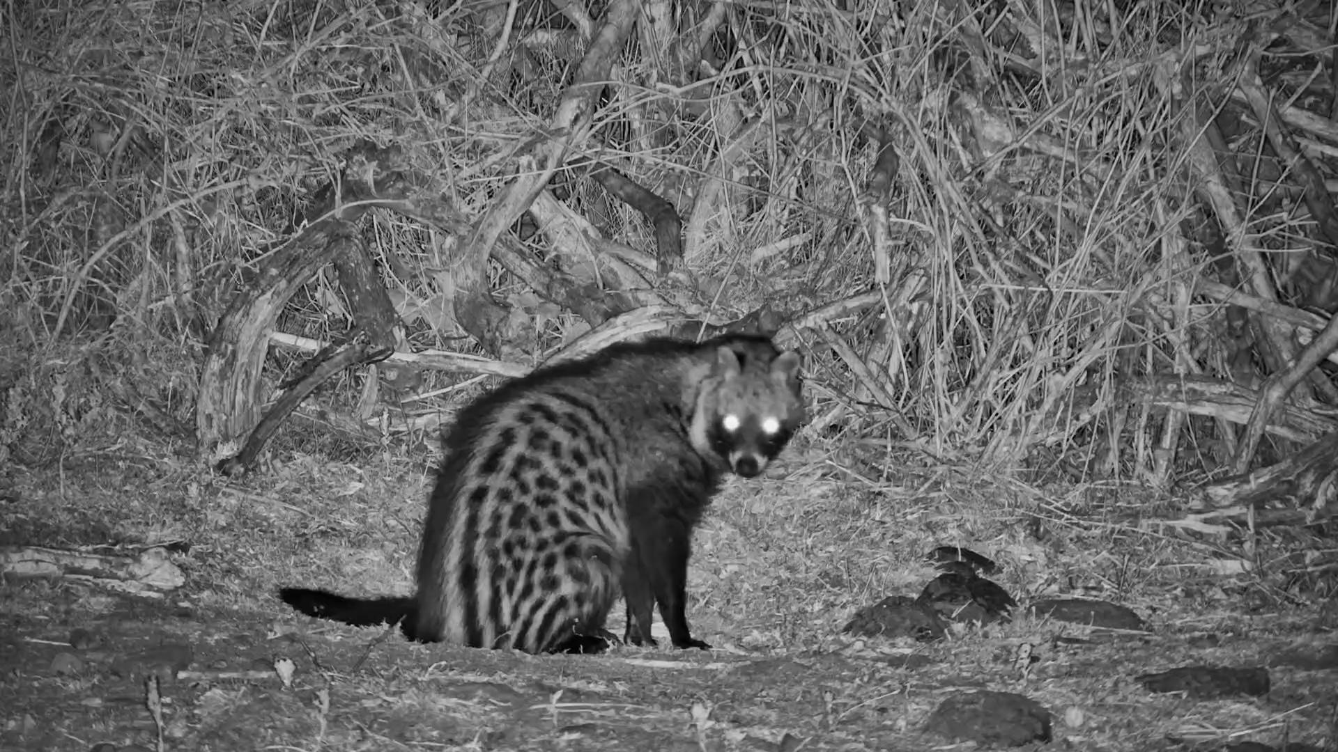 Civet Hits the Pause Button