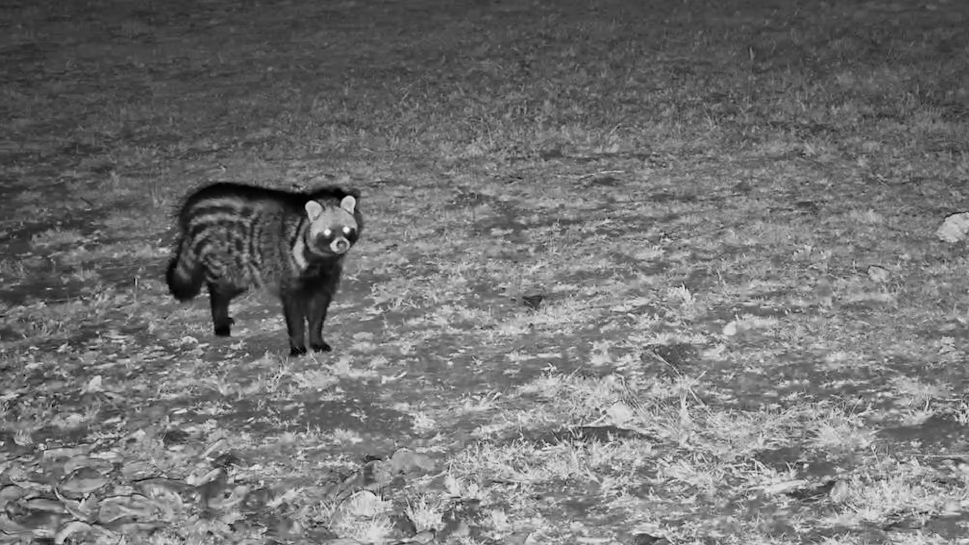 Civet Carefully Searched Every Corner