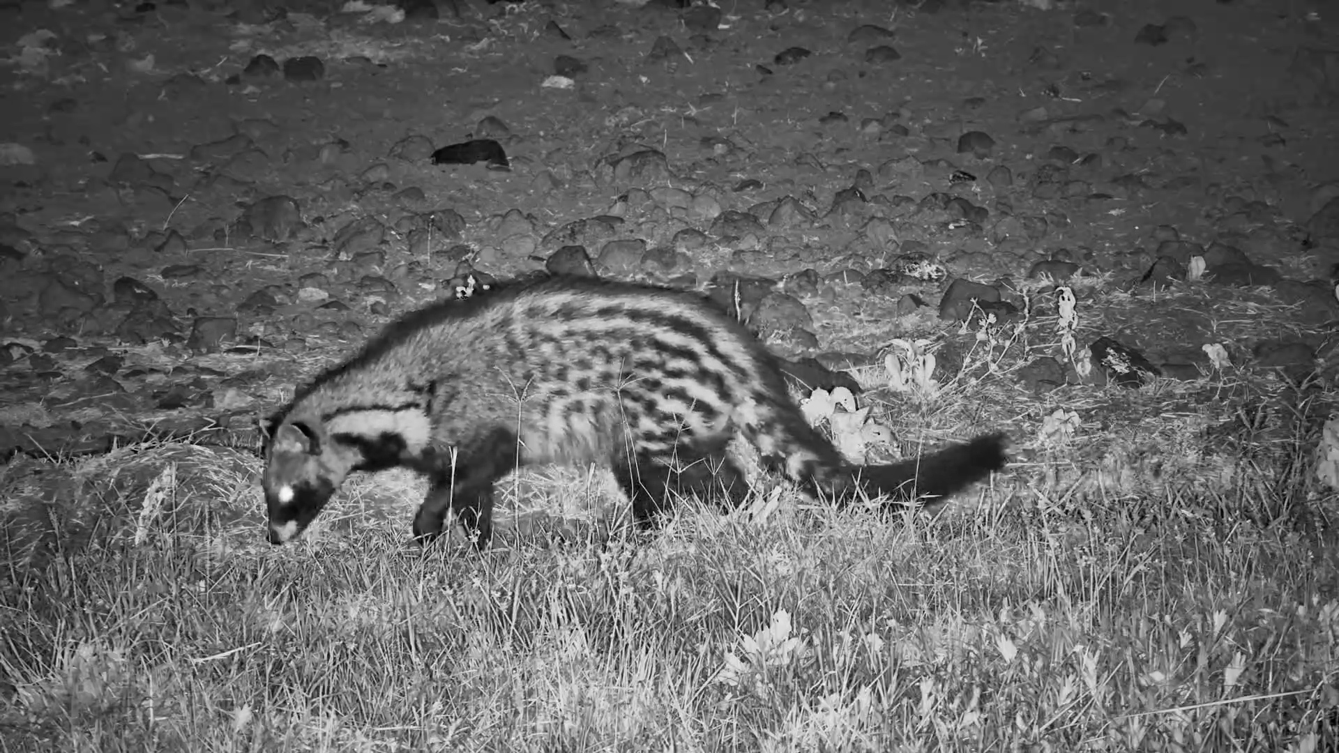 Civet on the Hunt After Dark