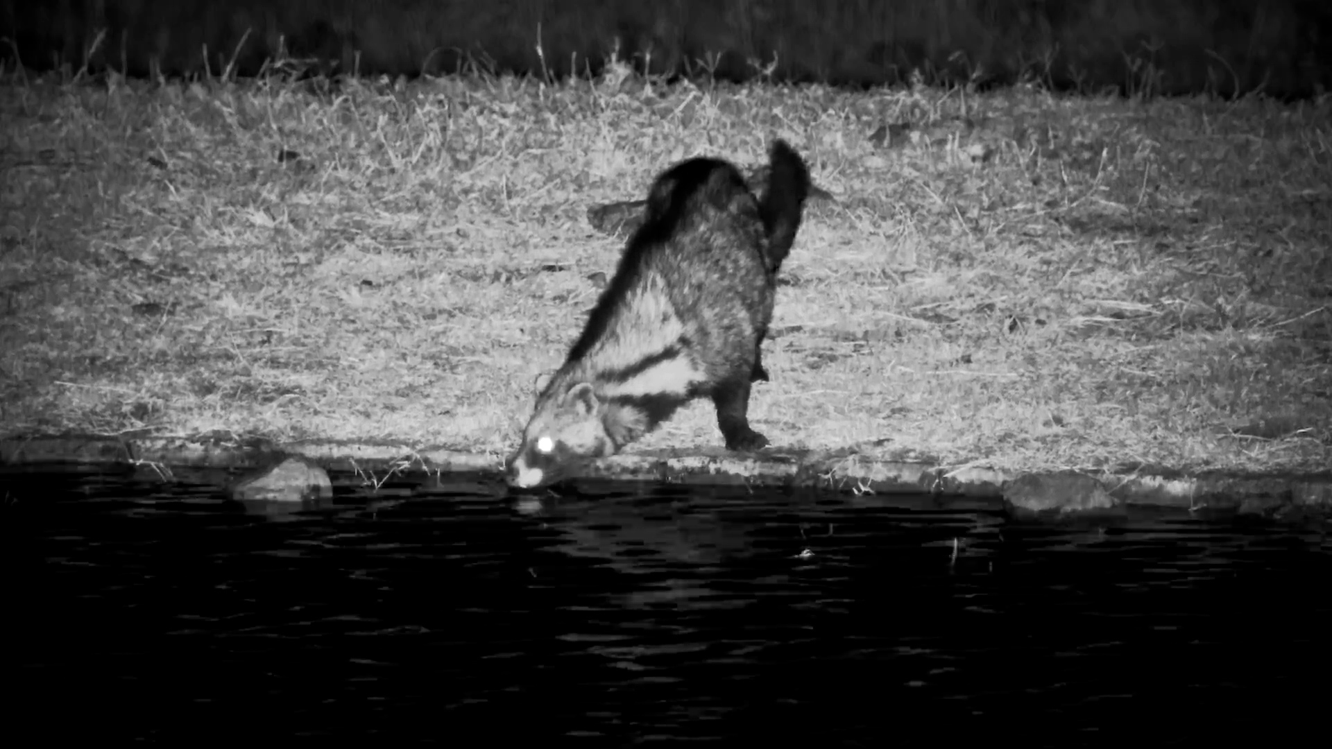 Evening Calm: African Civet Drinks at Serengeti Explorer